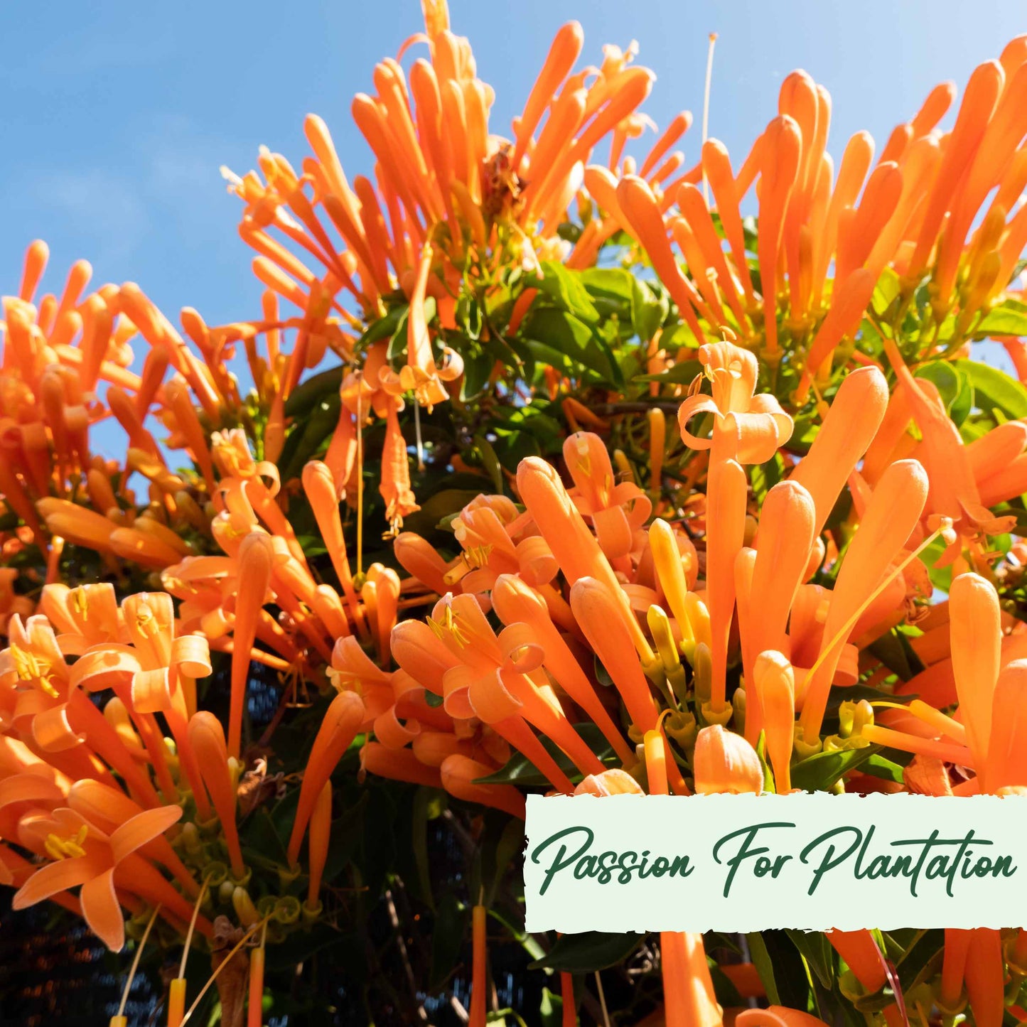 50Pcs Trumpet Vine (Campsis radicans) Seeds
