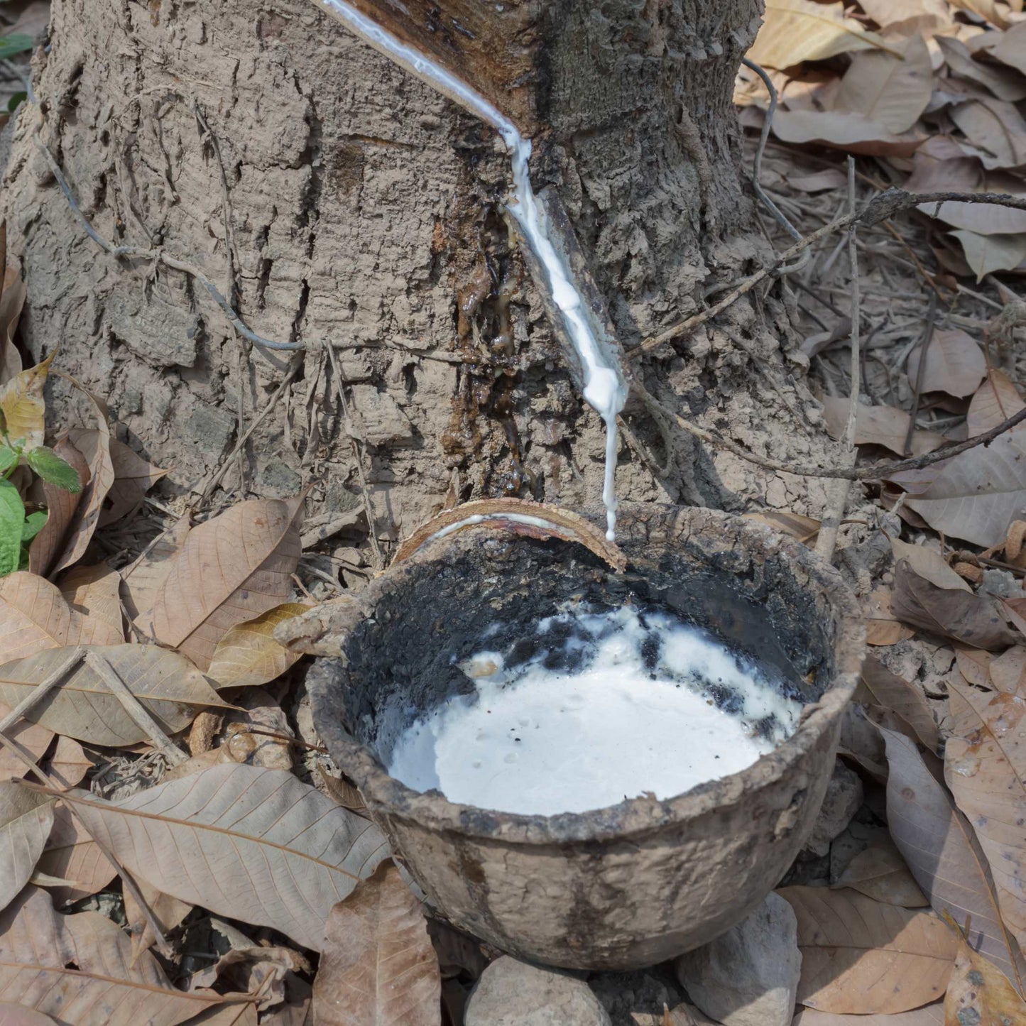 5pcs Professional Grade Rubber Tree Plant Seeds