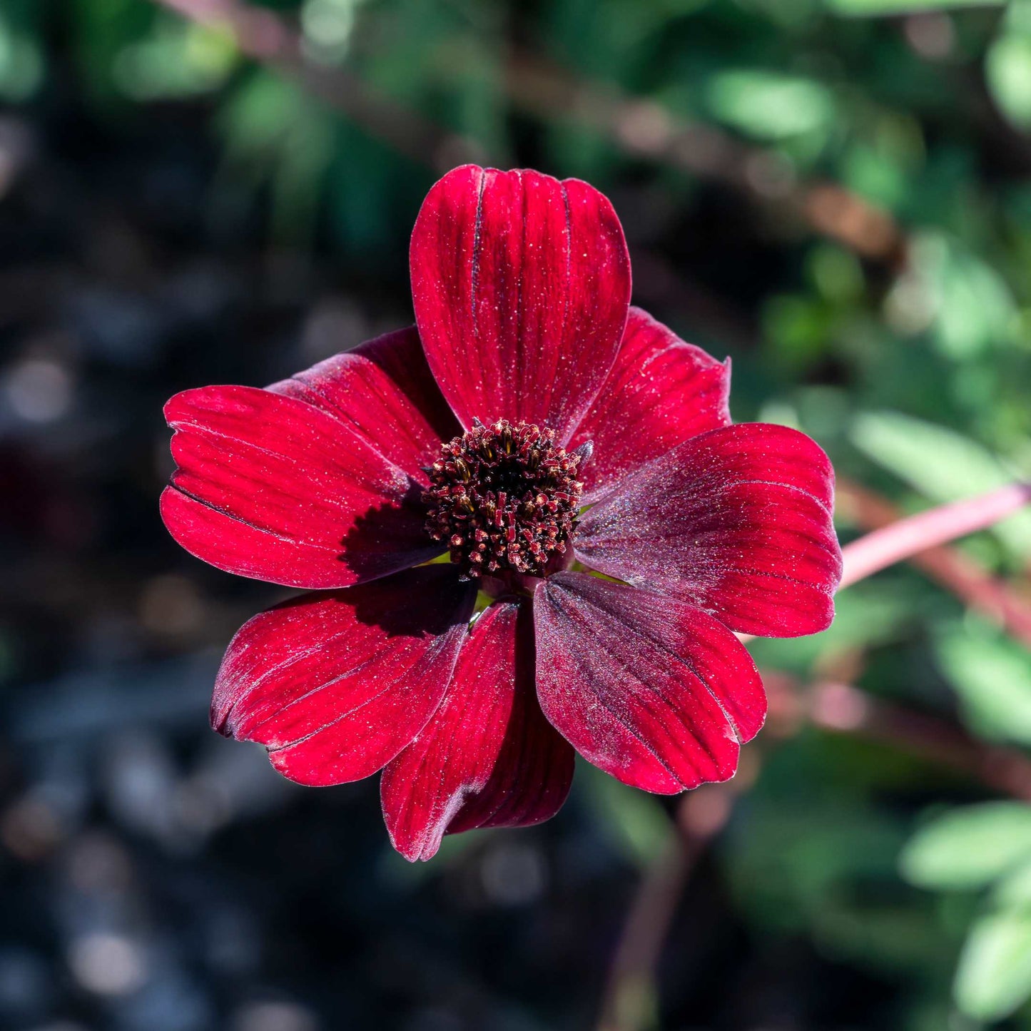 100Pcs Chocolate Cosmos Flower (Atrosanguineus) Seeds