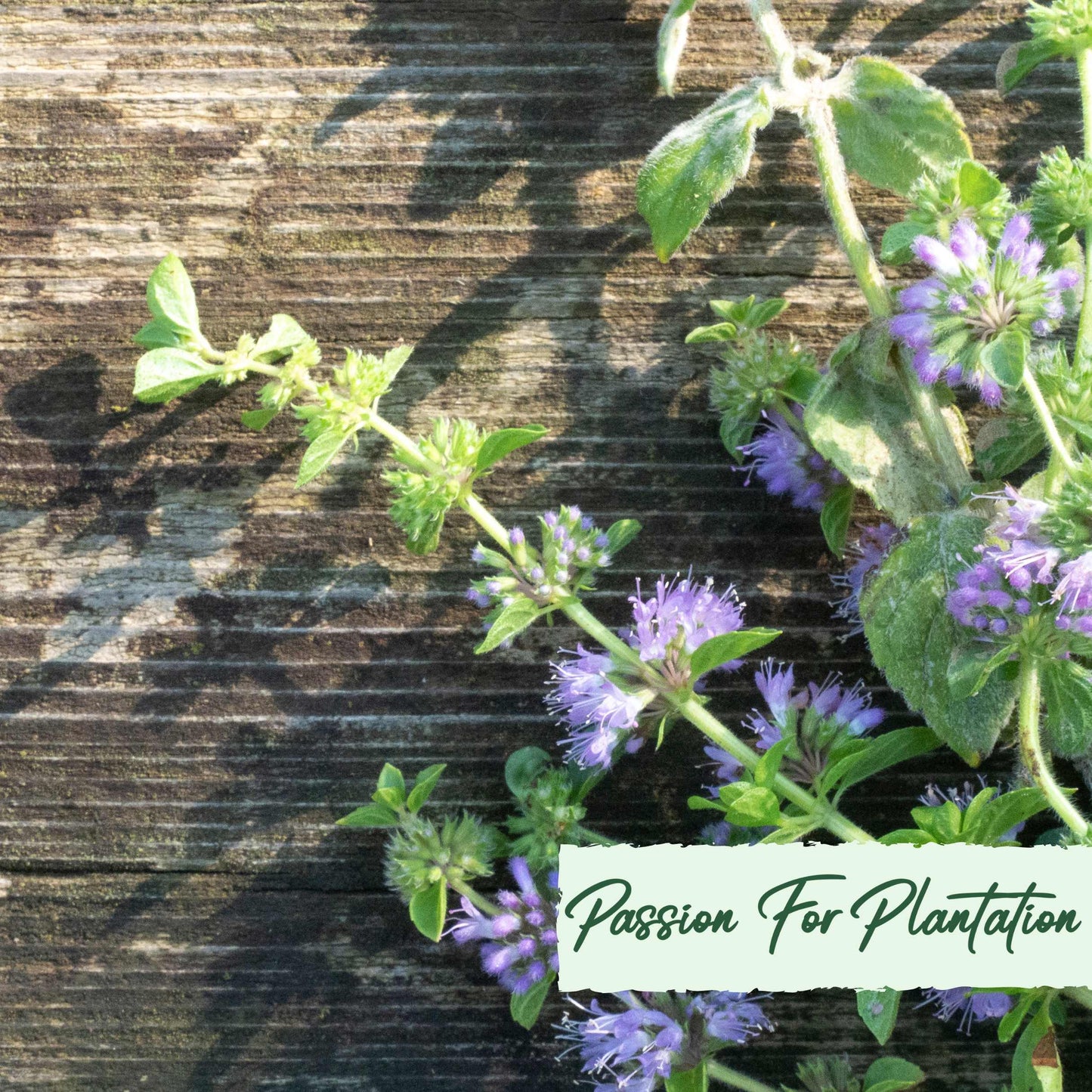 100Pcs Pennyroyal Mint Herb Seeds