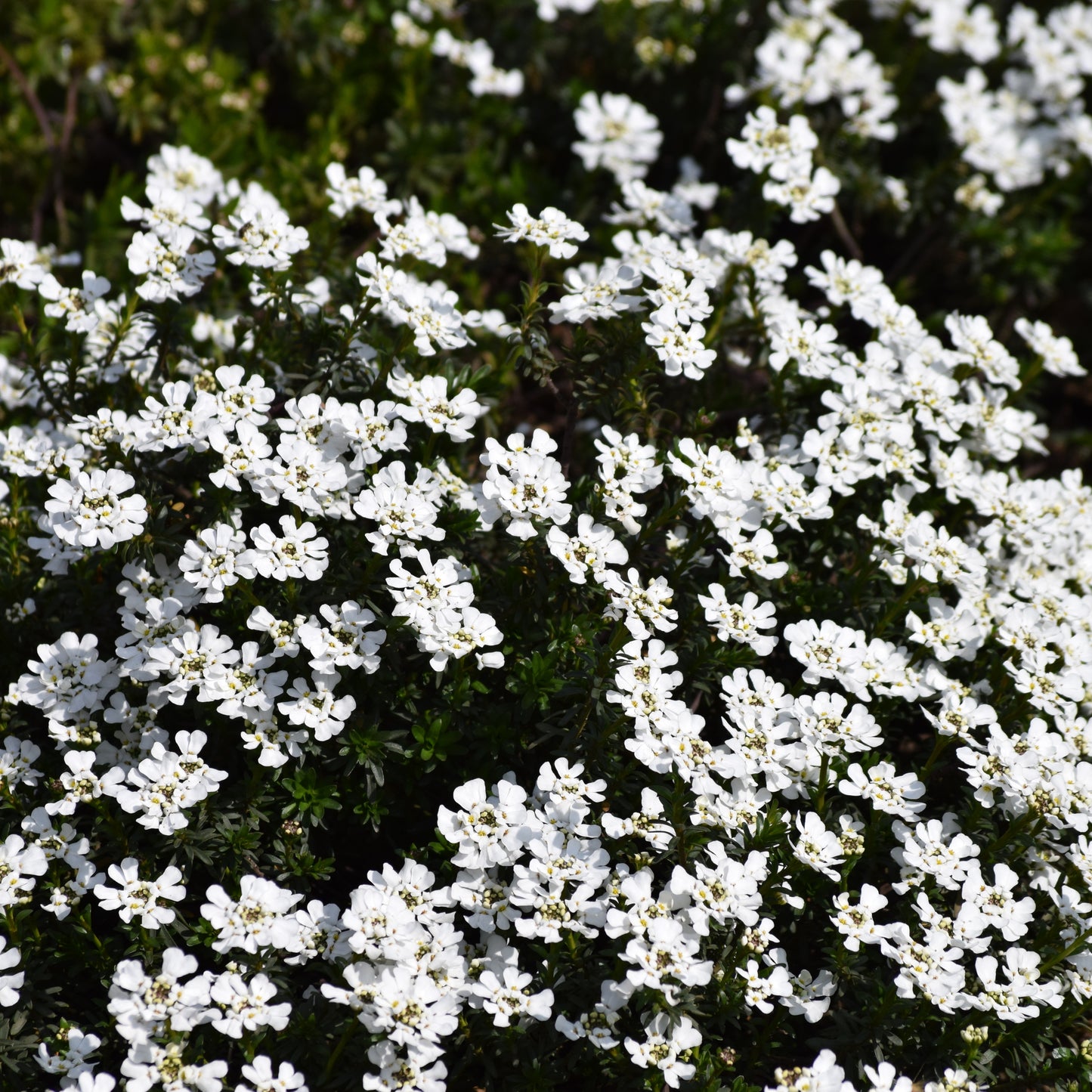 Bee Flower, Evergreen candytuft, Iberis sempervirens, Flower Seeds,