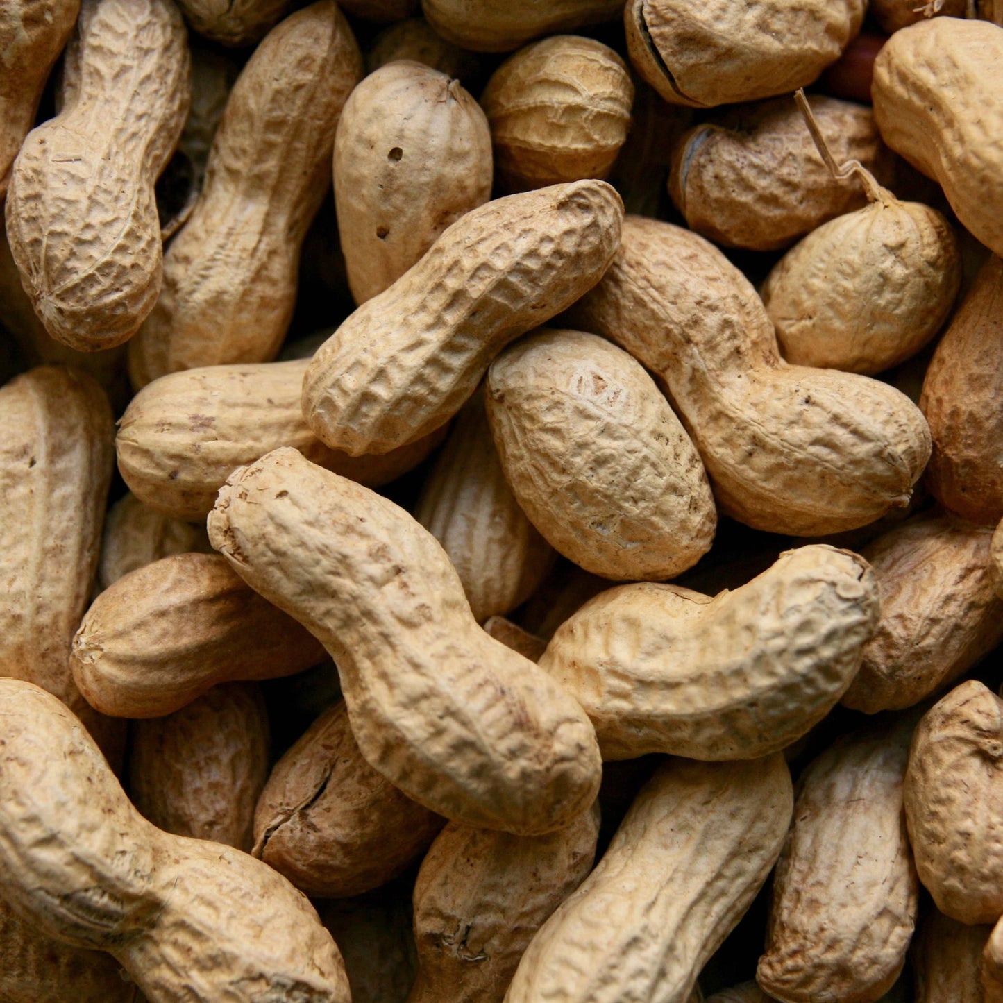 10Pcs Peanut Seeds