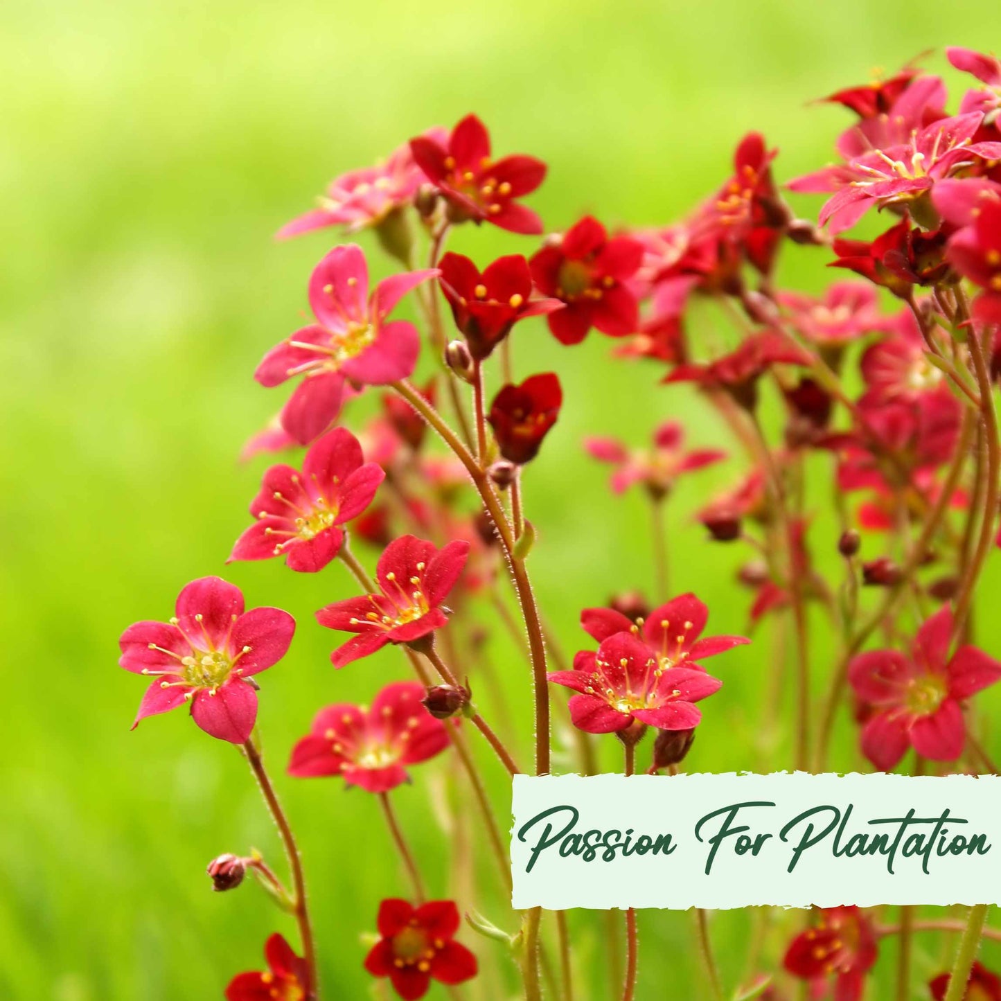 100Pcs Saxifraga Rose Robe Flower Seeds