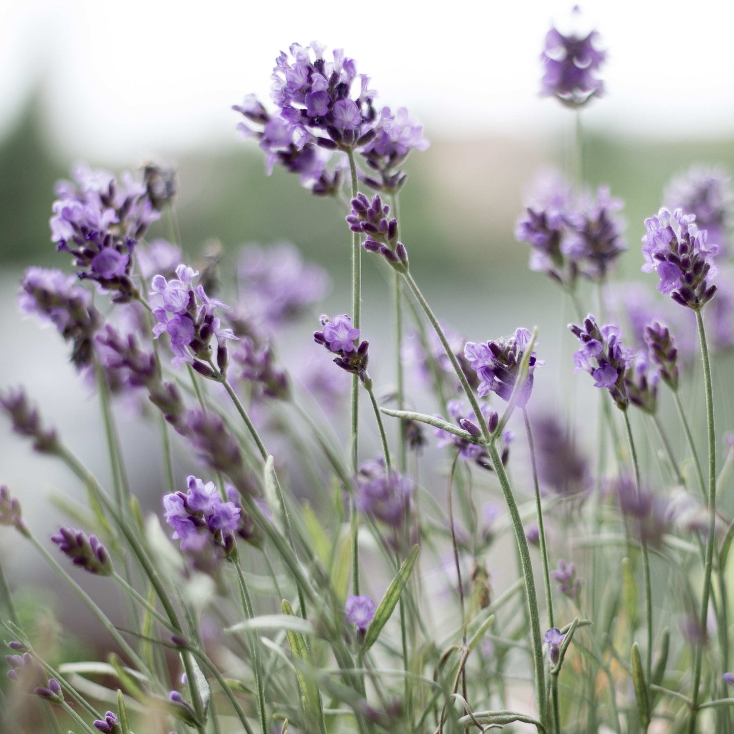 200Pcs Organic Empress Lavender Herb Flower Seeds