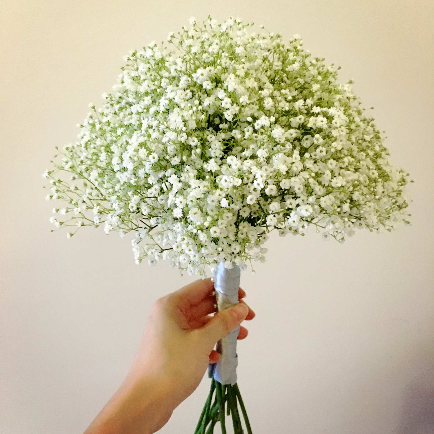 50Pcs Baby's Breath, Gypsophila Seeds