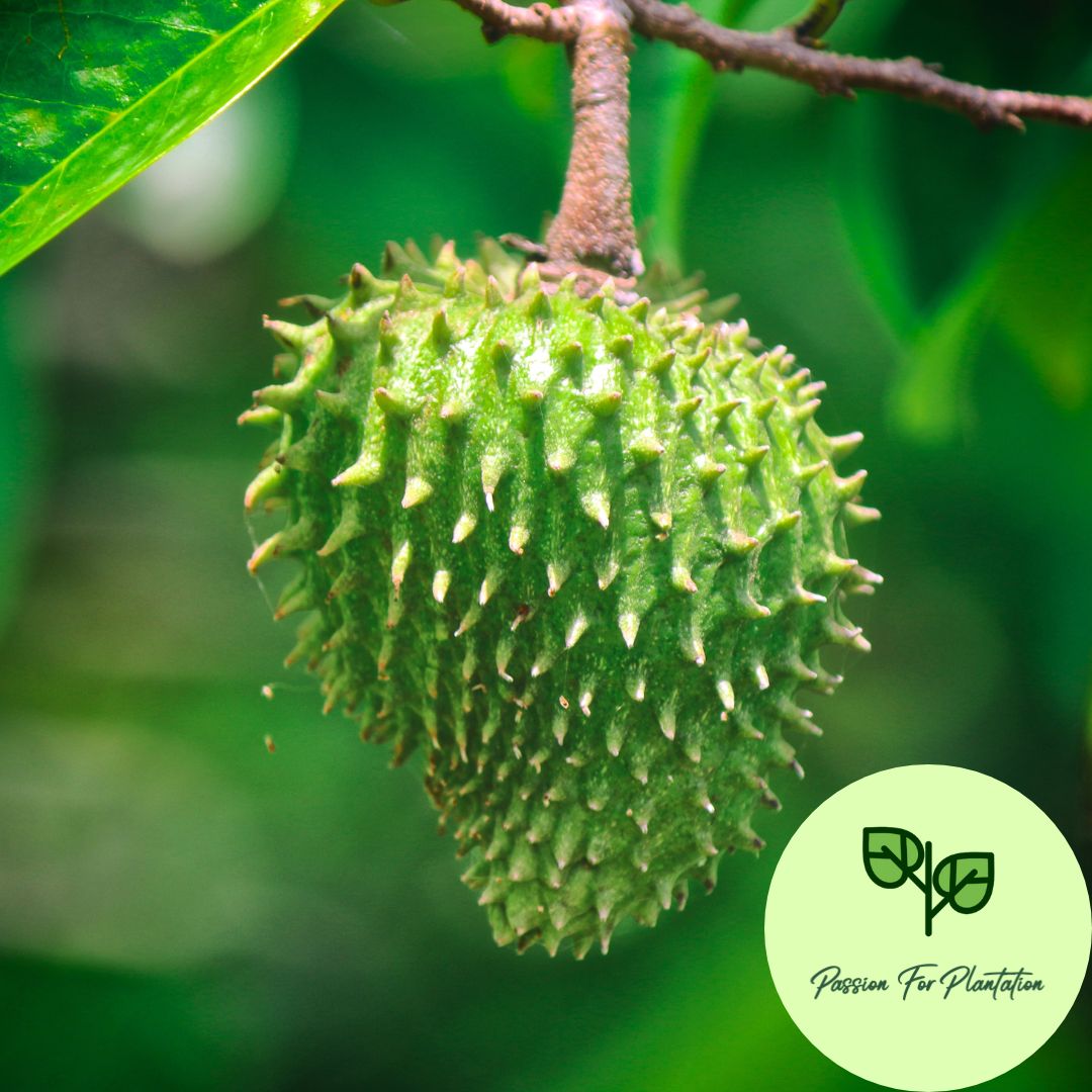 5Pcs Soursop Fruit Seeds