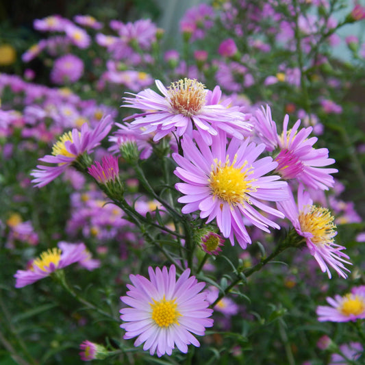 20Pcs Aster Flower Seeds
