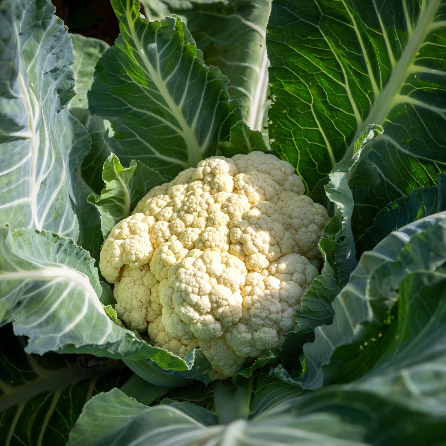 100Pcs Organic Cauliflower Seeds Pack
