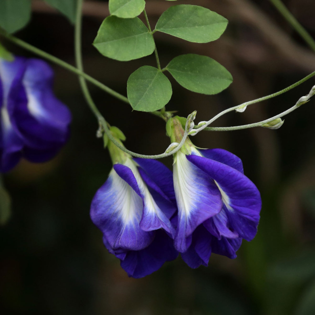Butterfly Pea Seeds