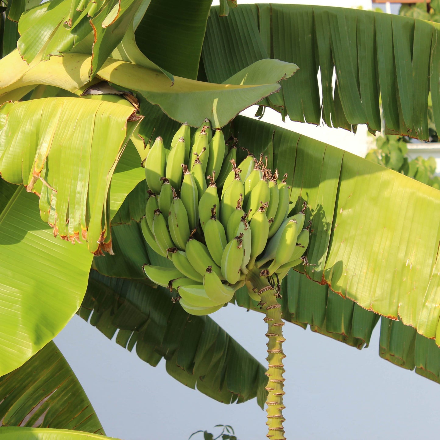 30Pcs Banana Plant Seeds