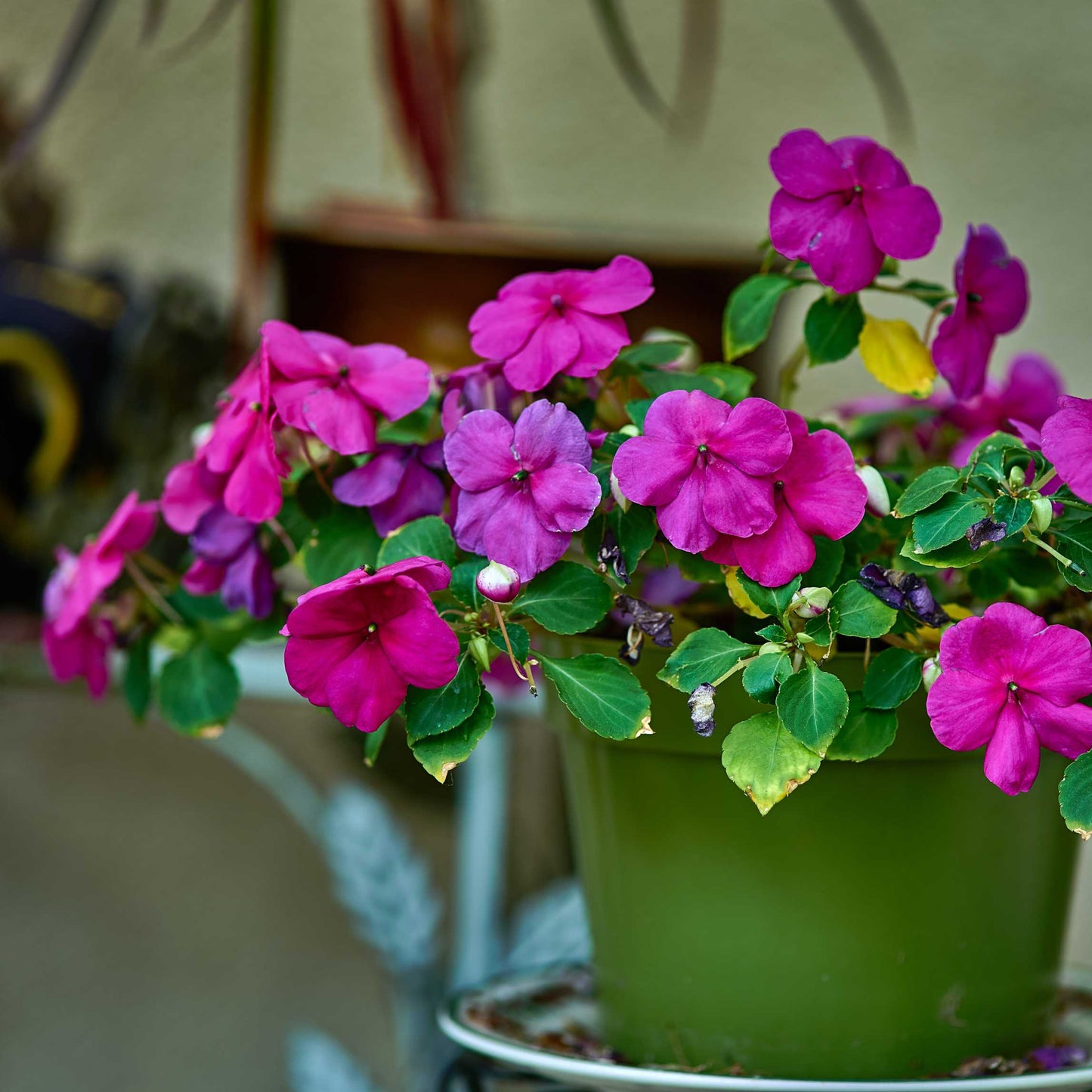 100Pcs Impatiens Flower Seeds Pack