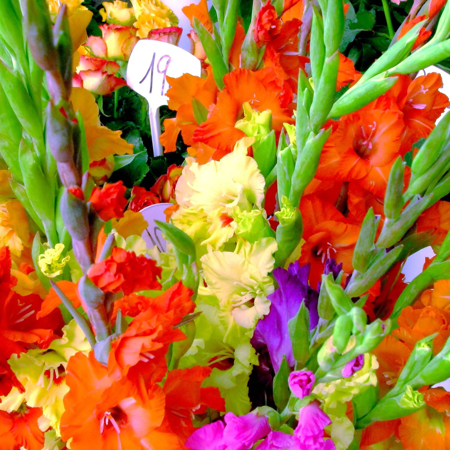 100Pcs Gladiolus Flower Seeds Pack