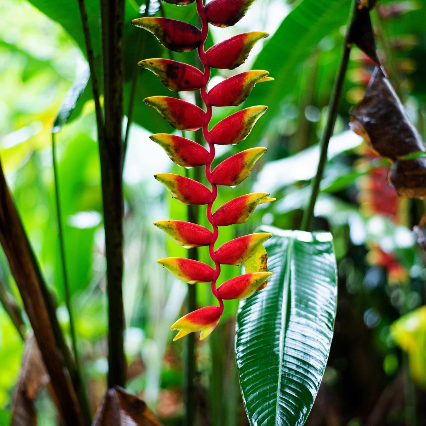 5Pcs Heliconia Wagneriana Ornamental Plant Seeds