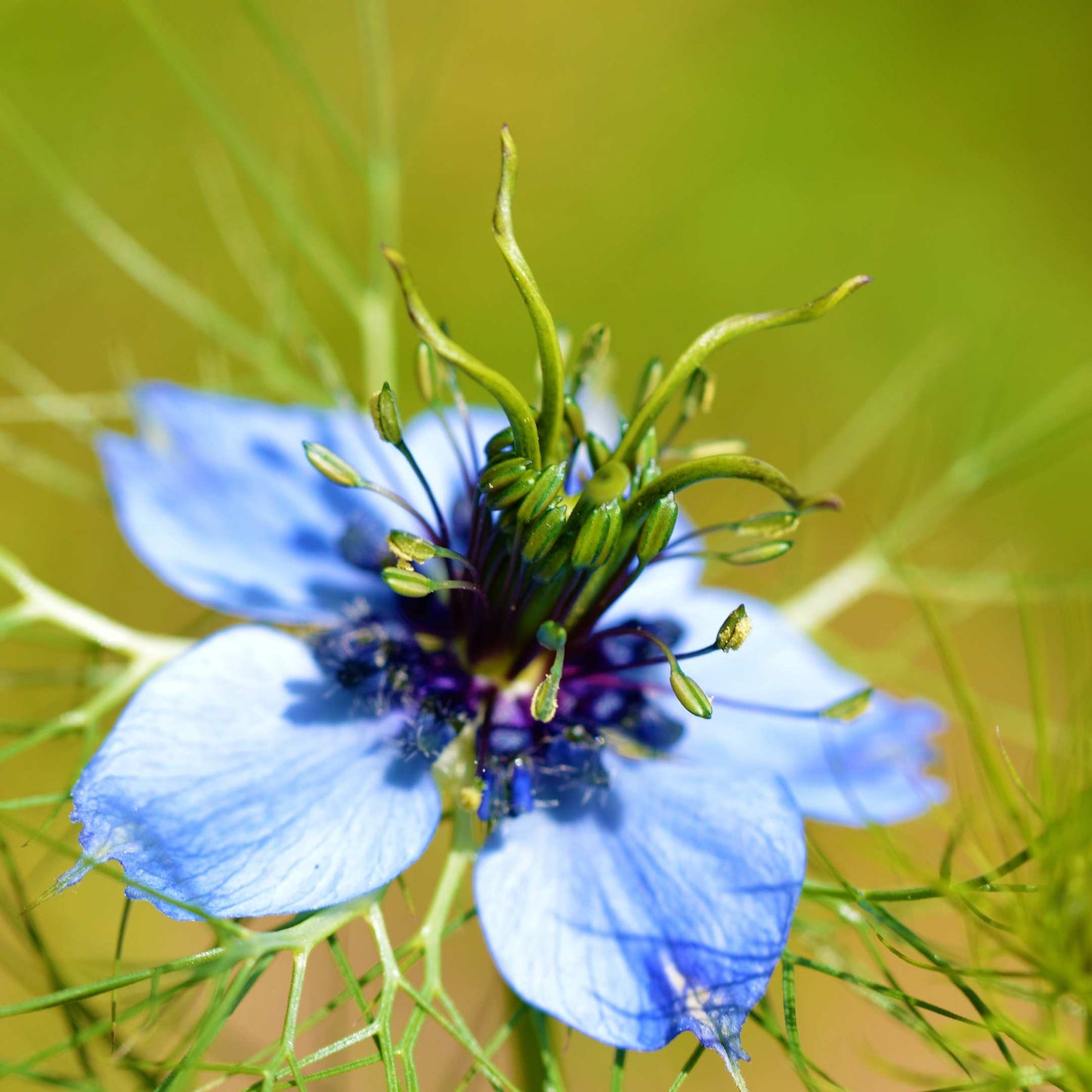 30Pcs Love in a Mist Flower Seeds