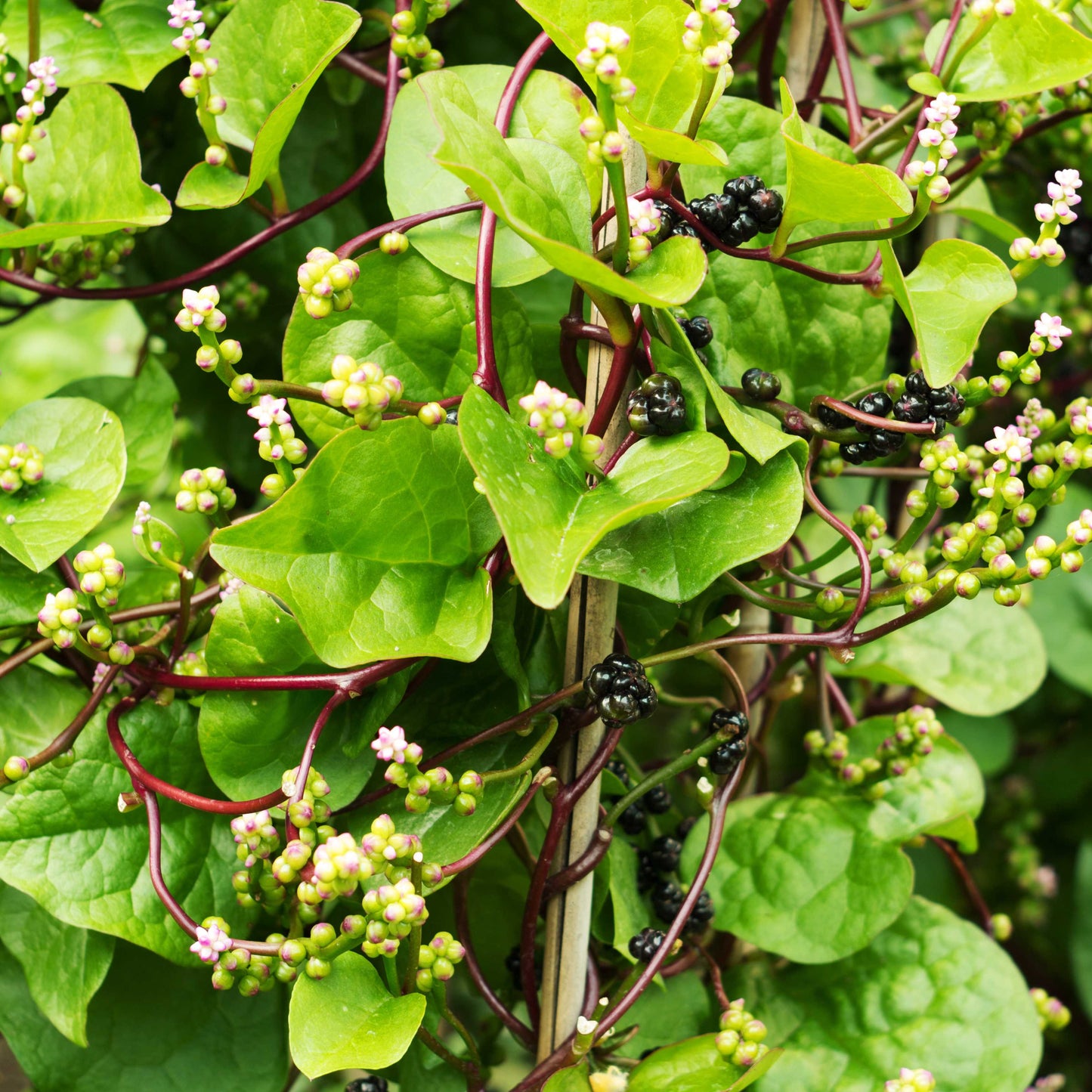 200Pcs Malabar Spinach Seeds