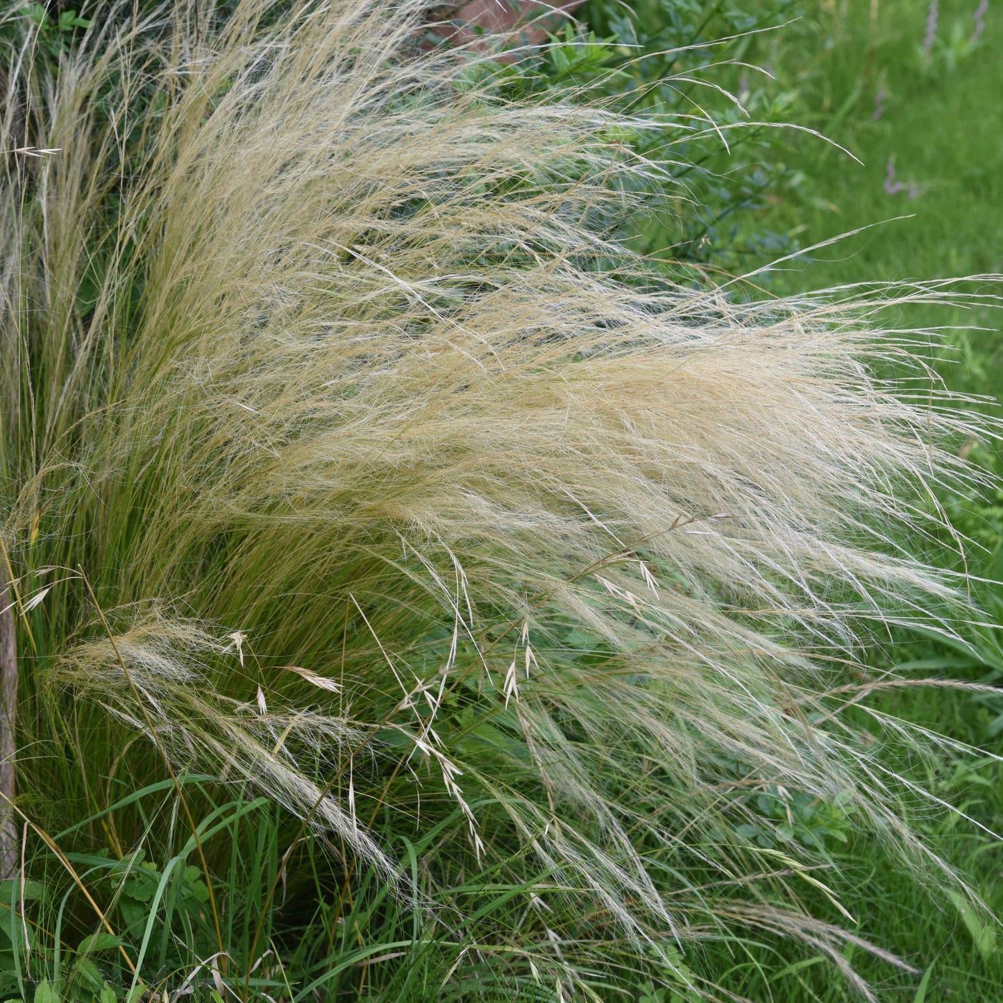 100Pcs Mexican Feather Grass Seeds