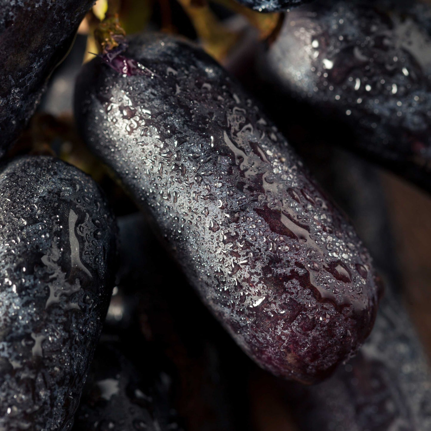 10Pcs Black Finger Grape Seeds, Grape Heirloom Seeds, Heirloom Fruit Seeds, Rare Seeds