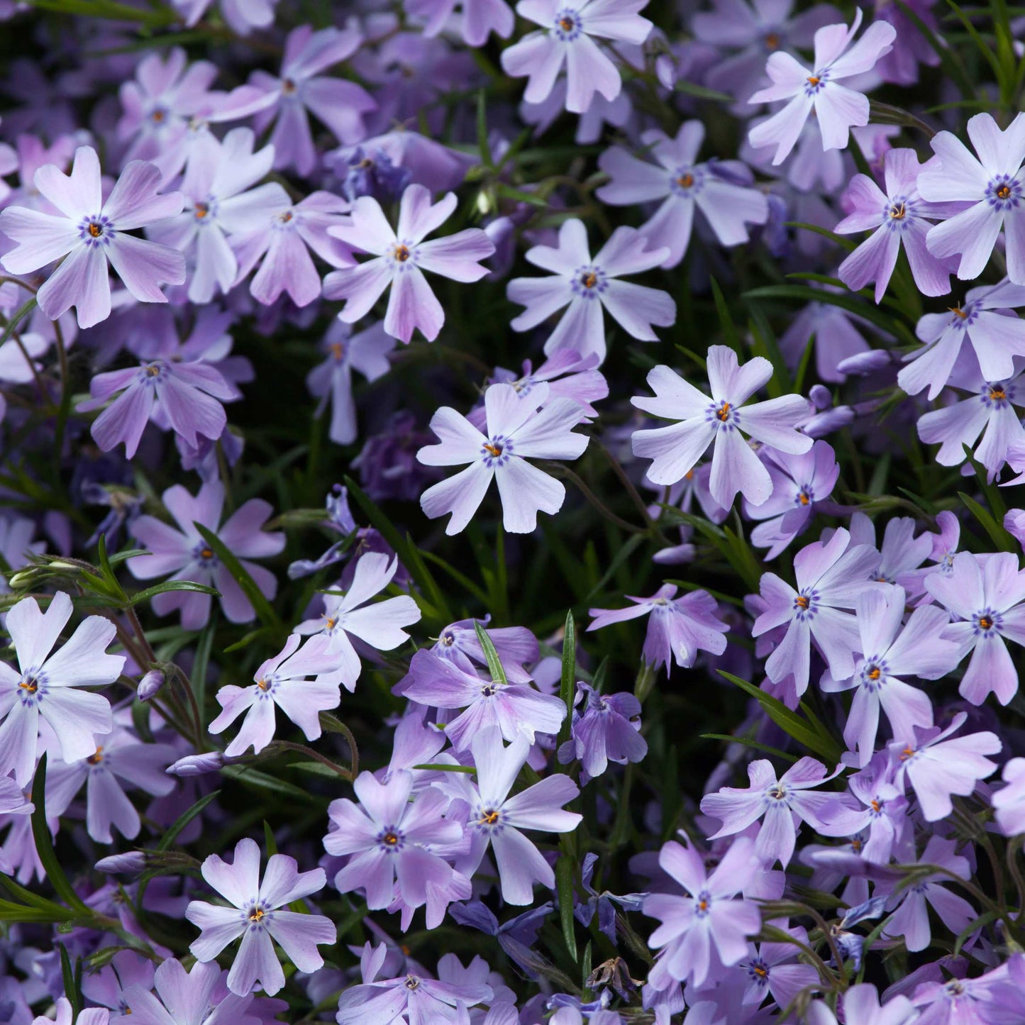 50Pcs Phlox Flower Seeds Pack