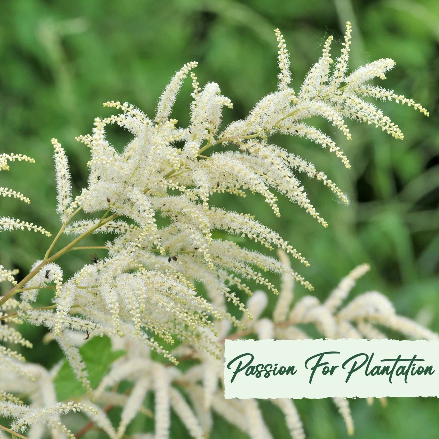 Aruncus Noble Spirits Seeds (Aethusifolius Noble Spirits)