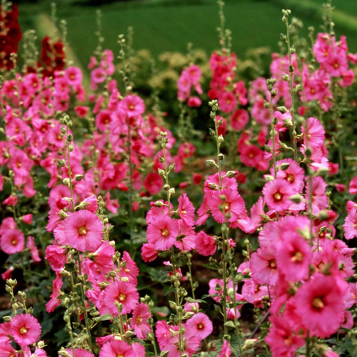 200Pcs Hollyhock Seeds Pack
