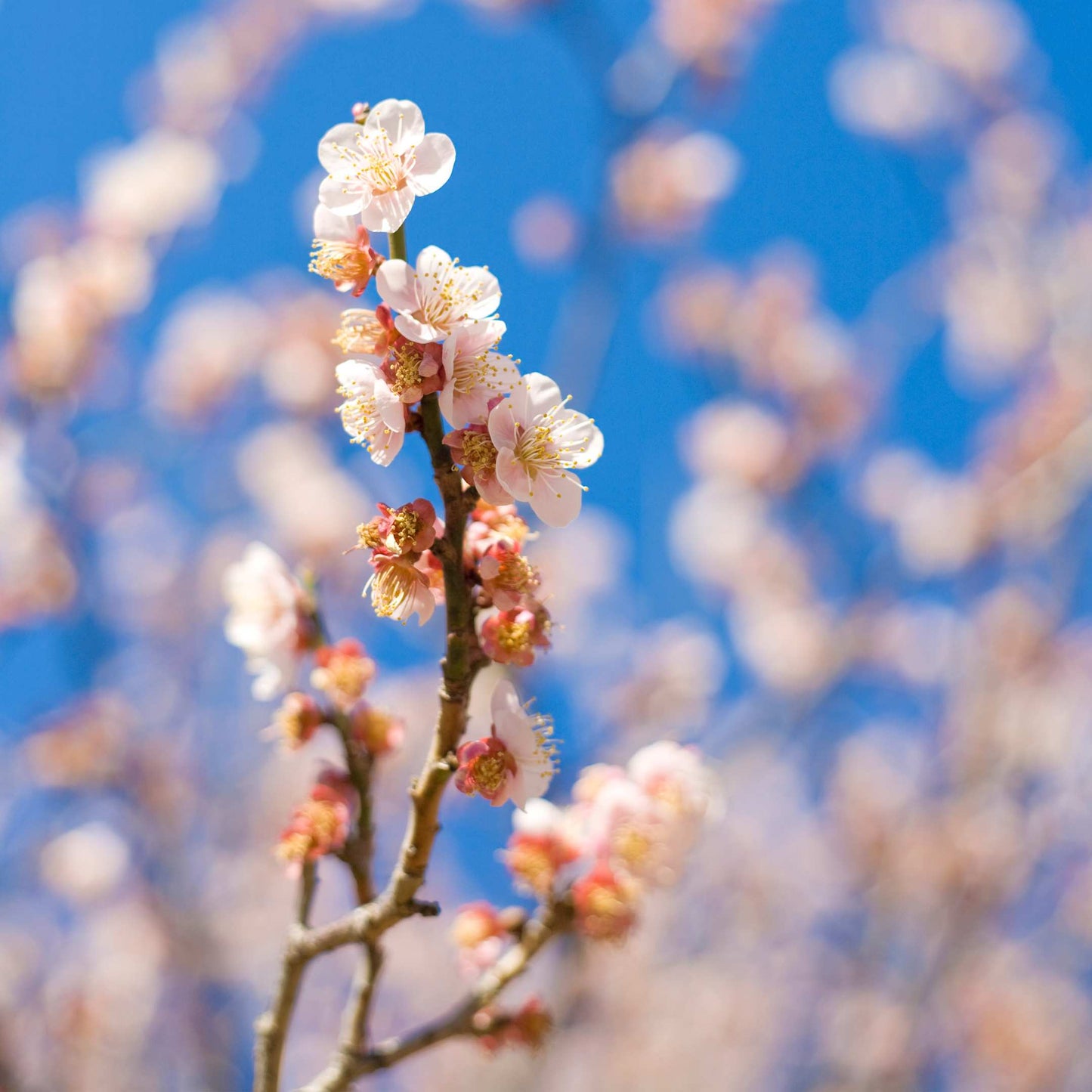 20Pcs Japanese Plum Blossom / Ume Flower Seeds