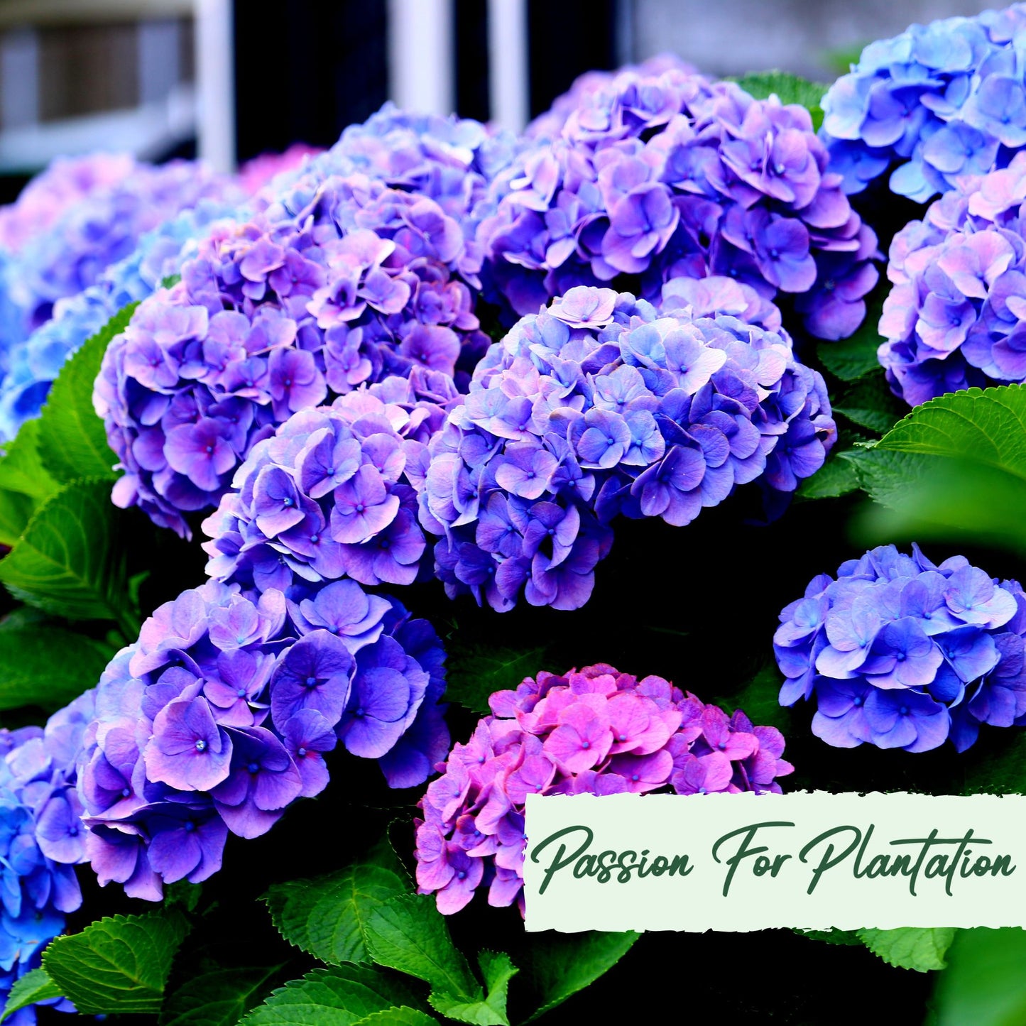 50Pc Emperor Hydrangea Flower Seeds Pack
