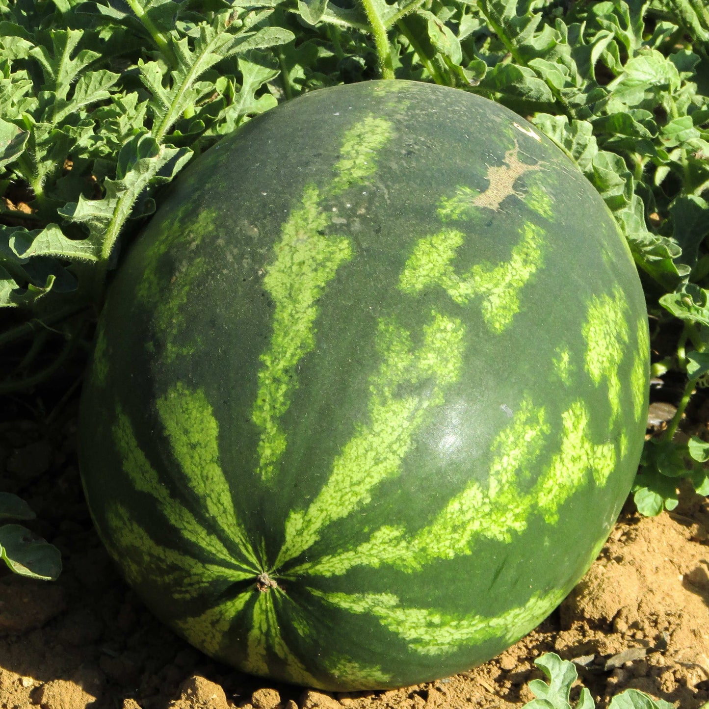 20Pcs King Watermelon Seeds