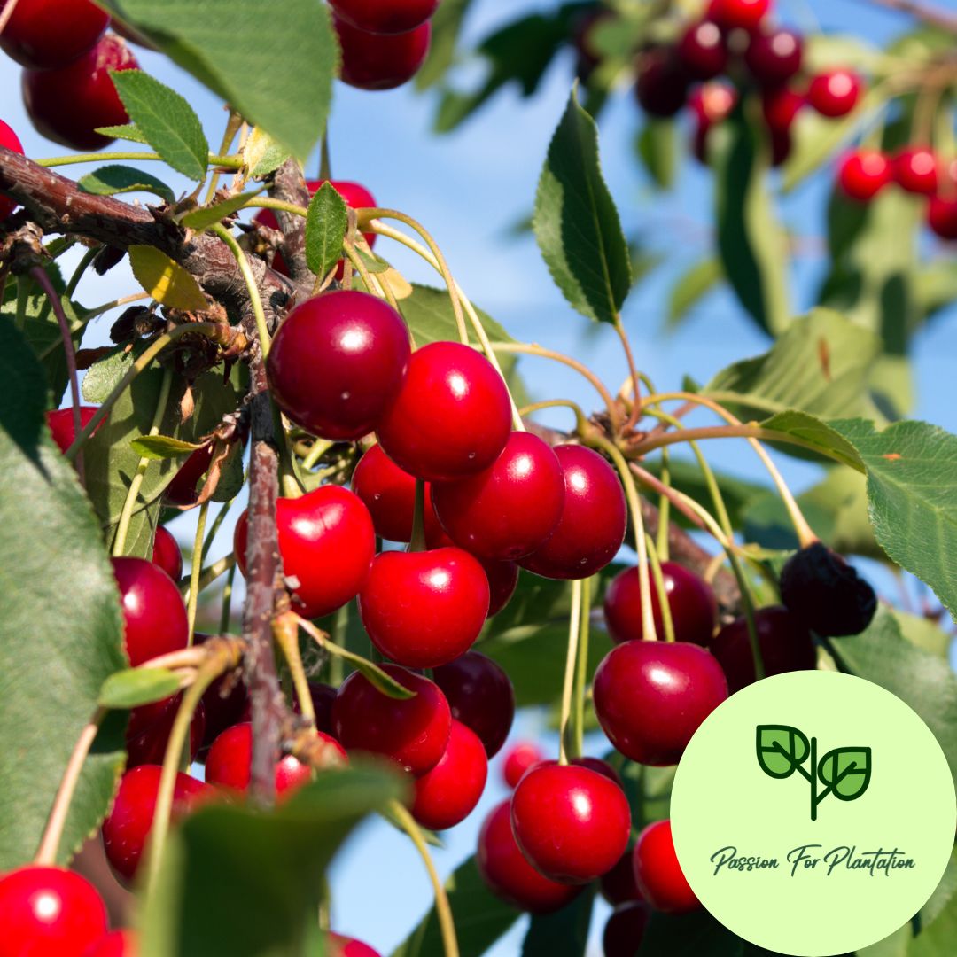 5Pcs Sweet Cherry Fruit Tree Seeds