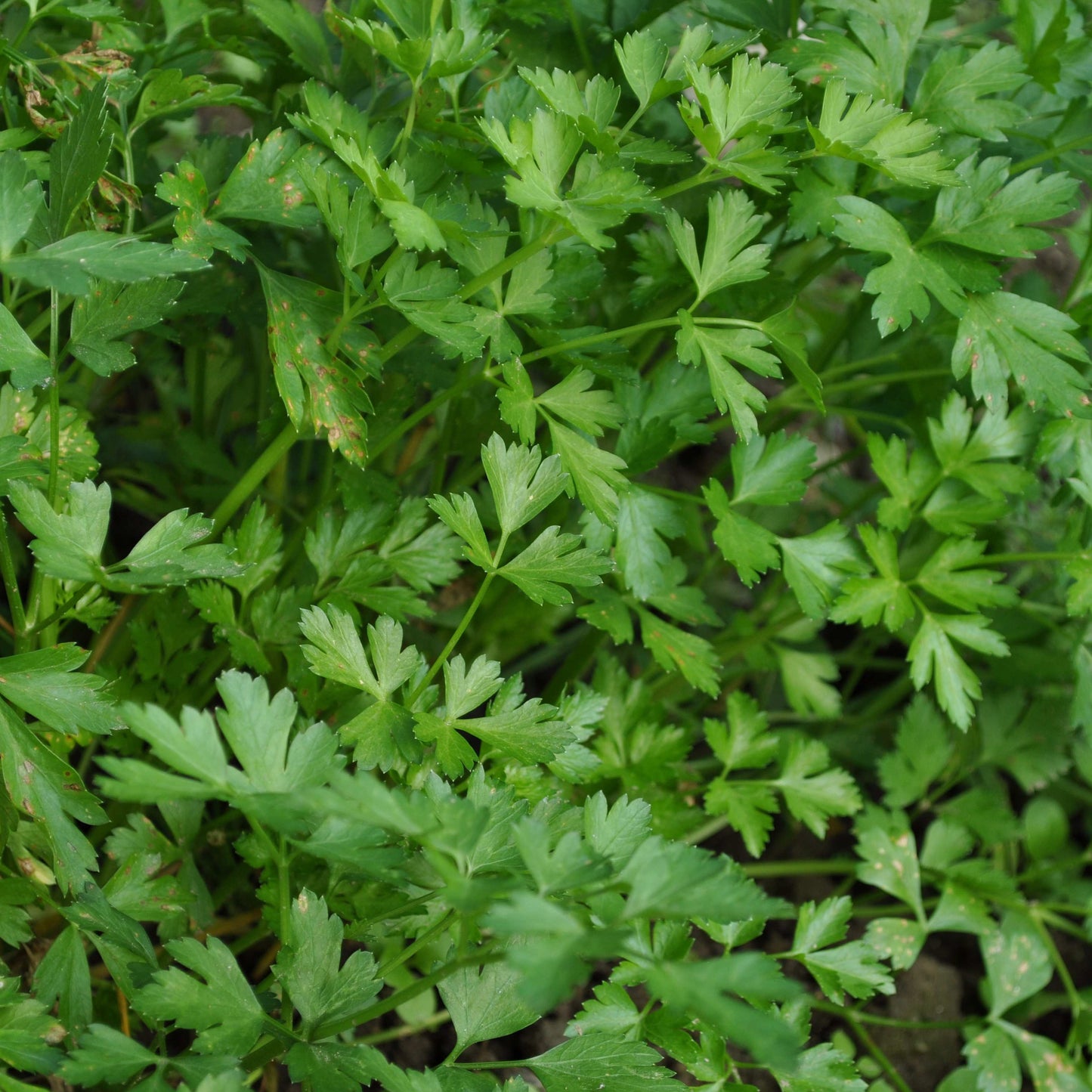 100Pcs Organic Parsley Seeds