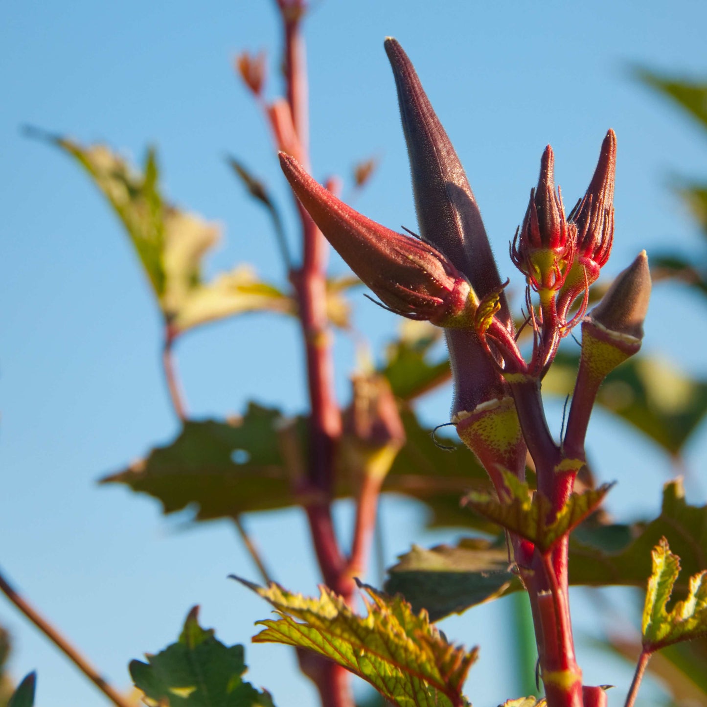 20Pcs Red Okra Seeds
