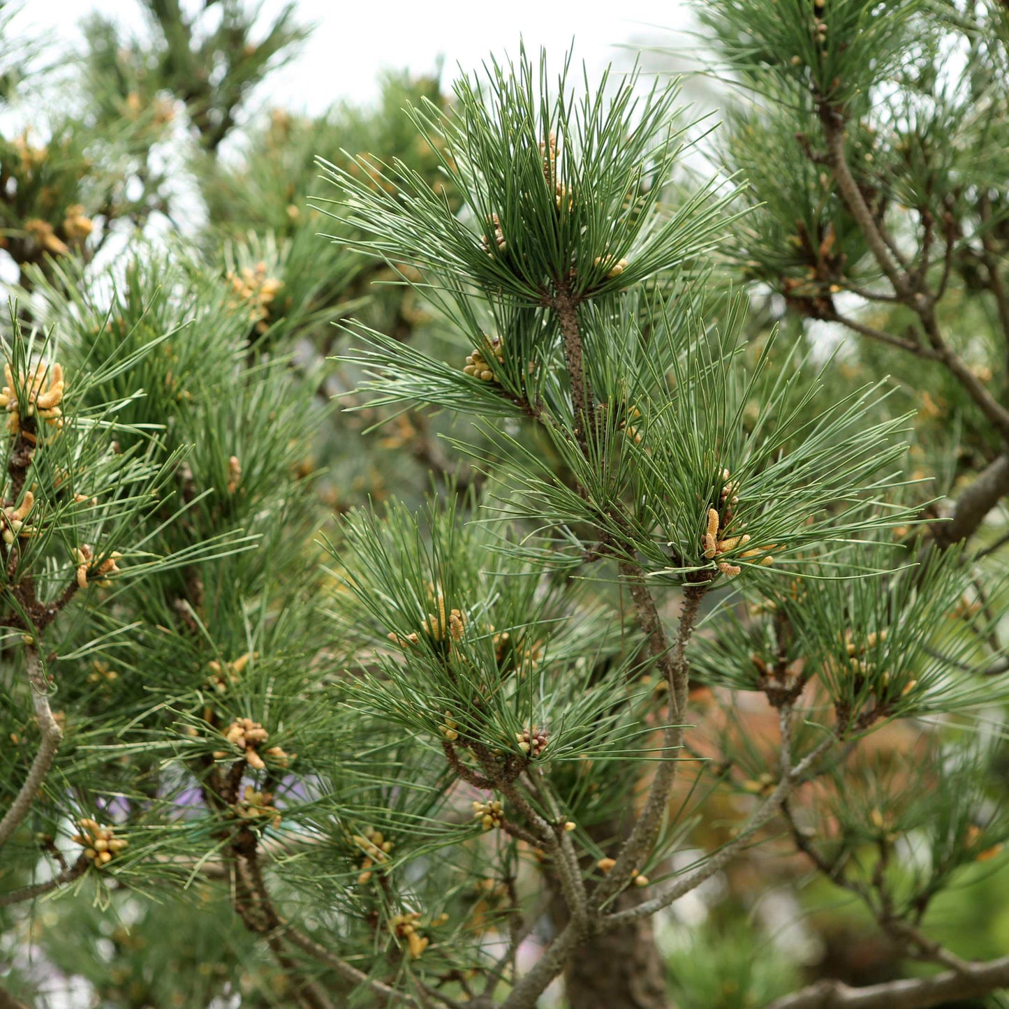 20Pcs Japanese Black Pine Seeds (For Bonsai)