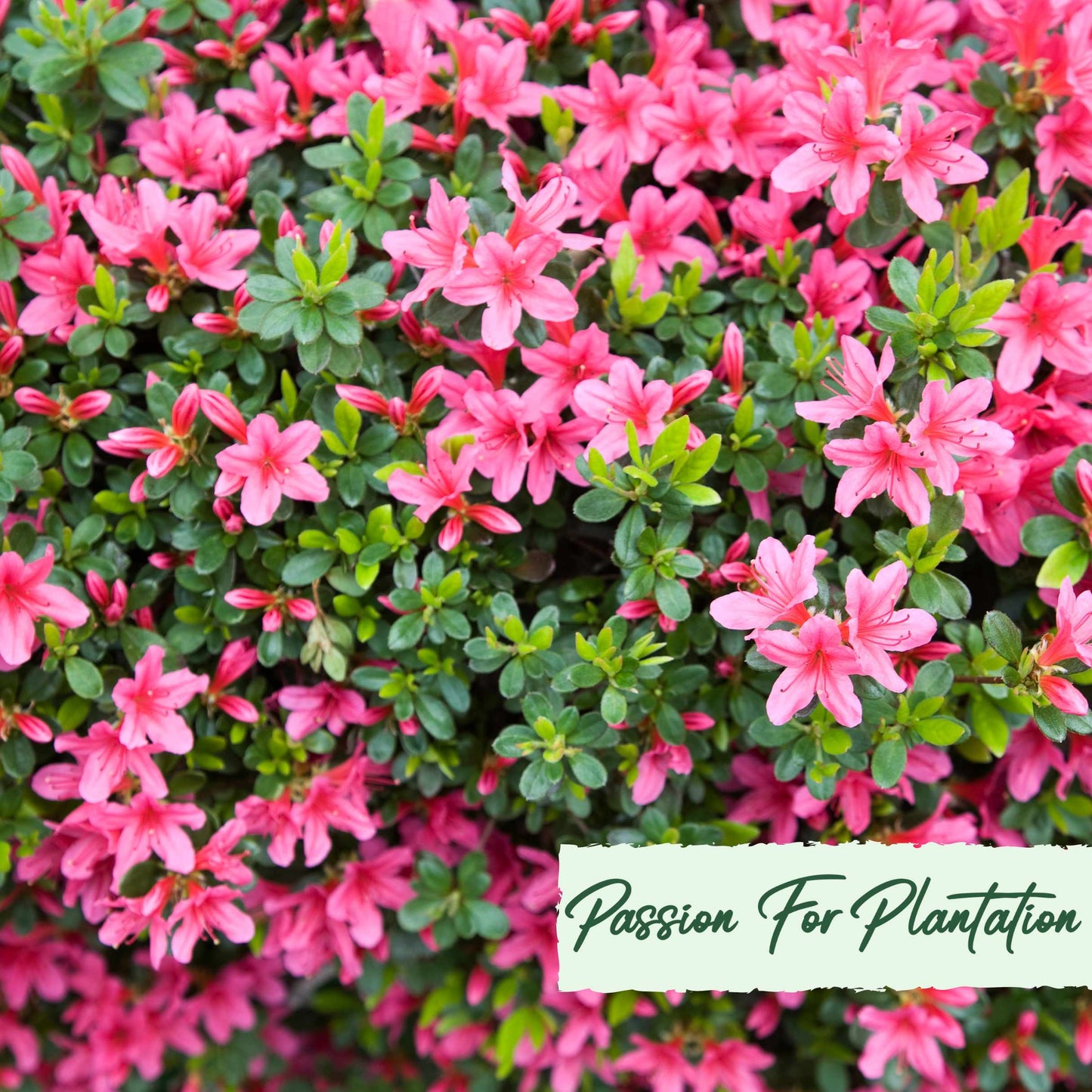 50Pcs Azalea (Rhododendron) Seeds
