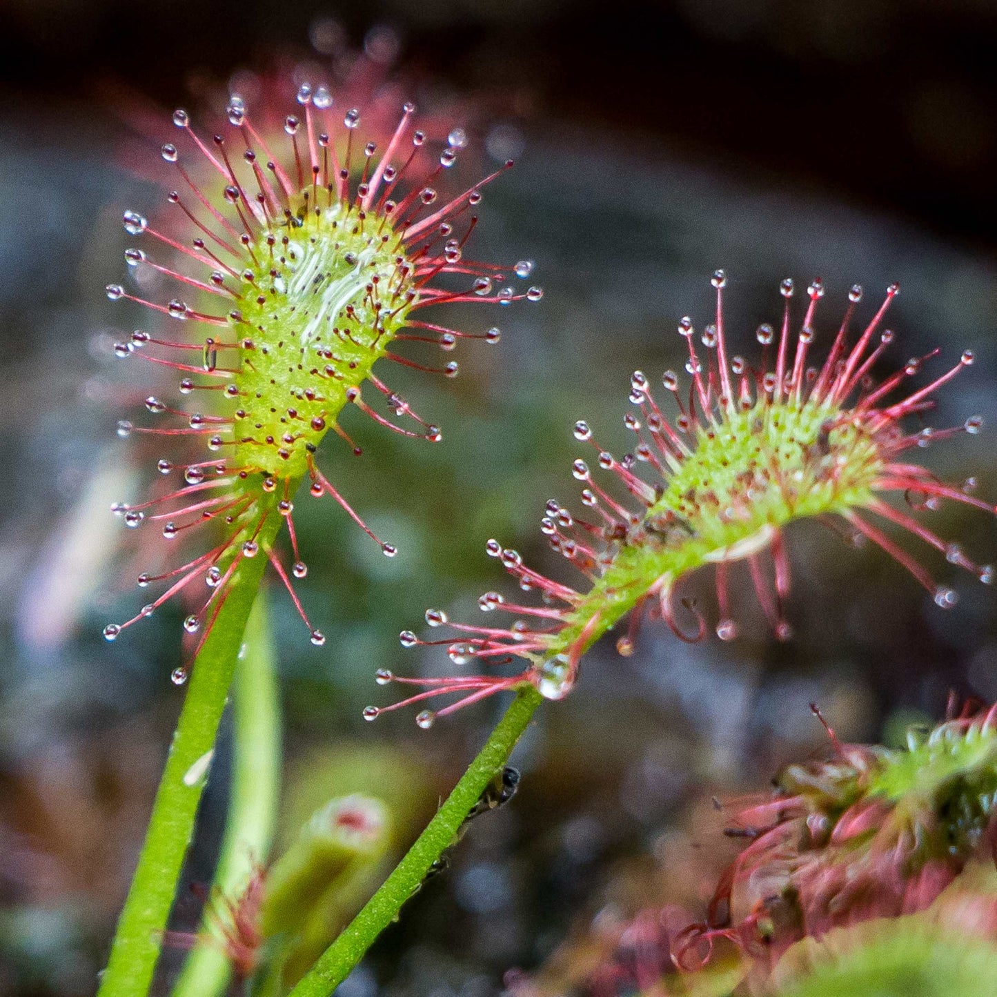 50Pcs Carnivorous Sundew Plant Drosera Flower Seed