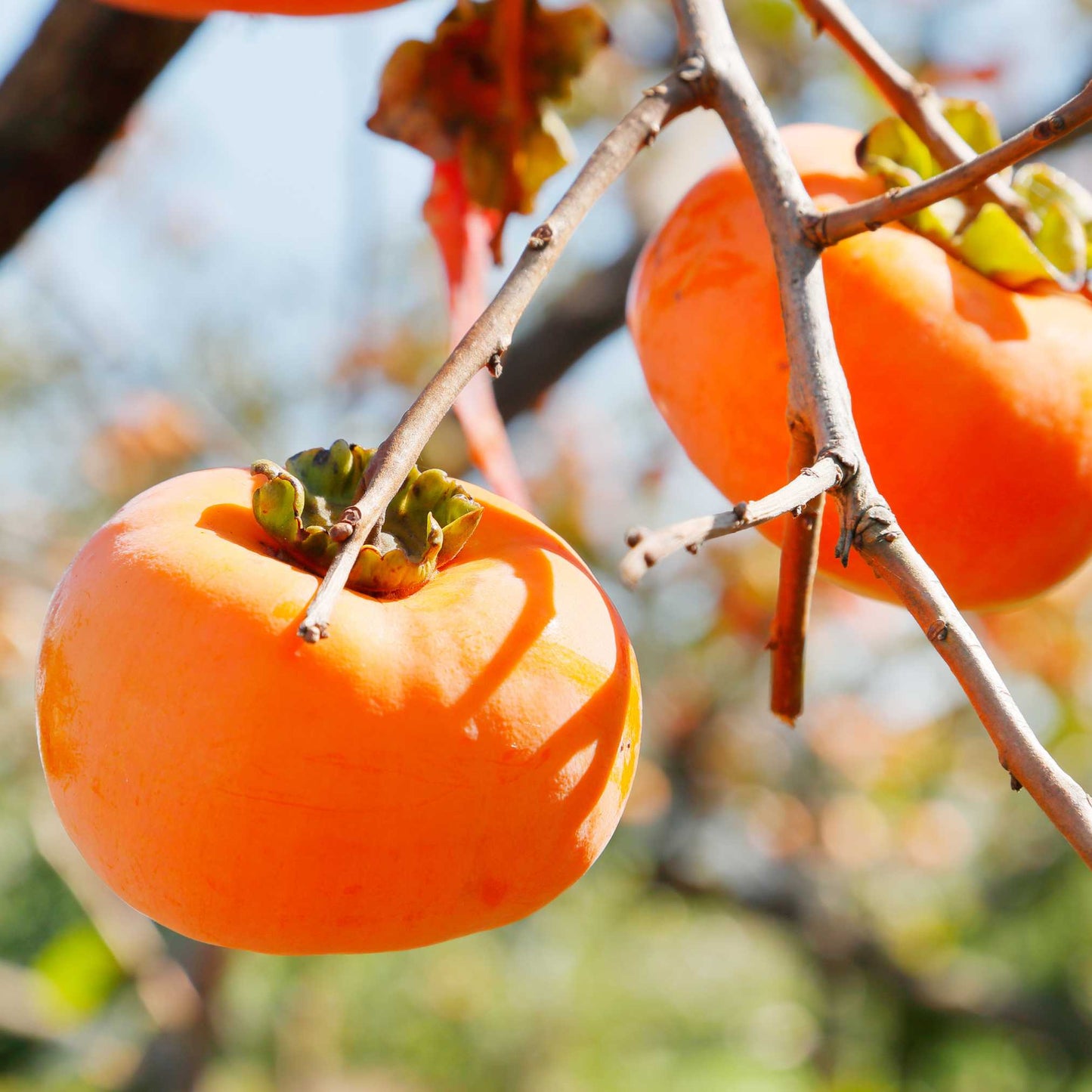 20Pcs Japanese Golden Persimmon Seeds