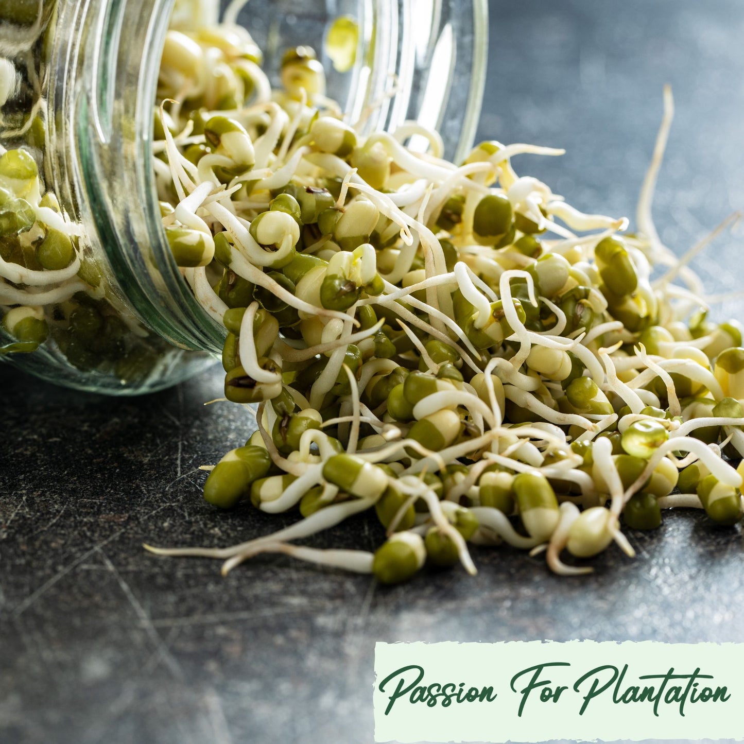 100Pcs Vitality Mung Bean Seeds