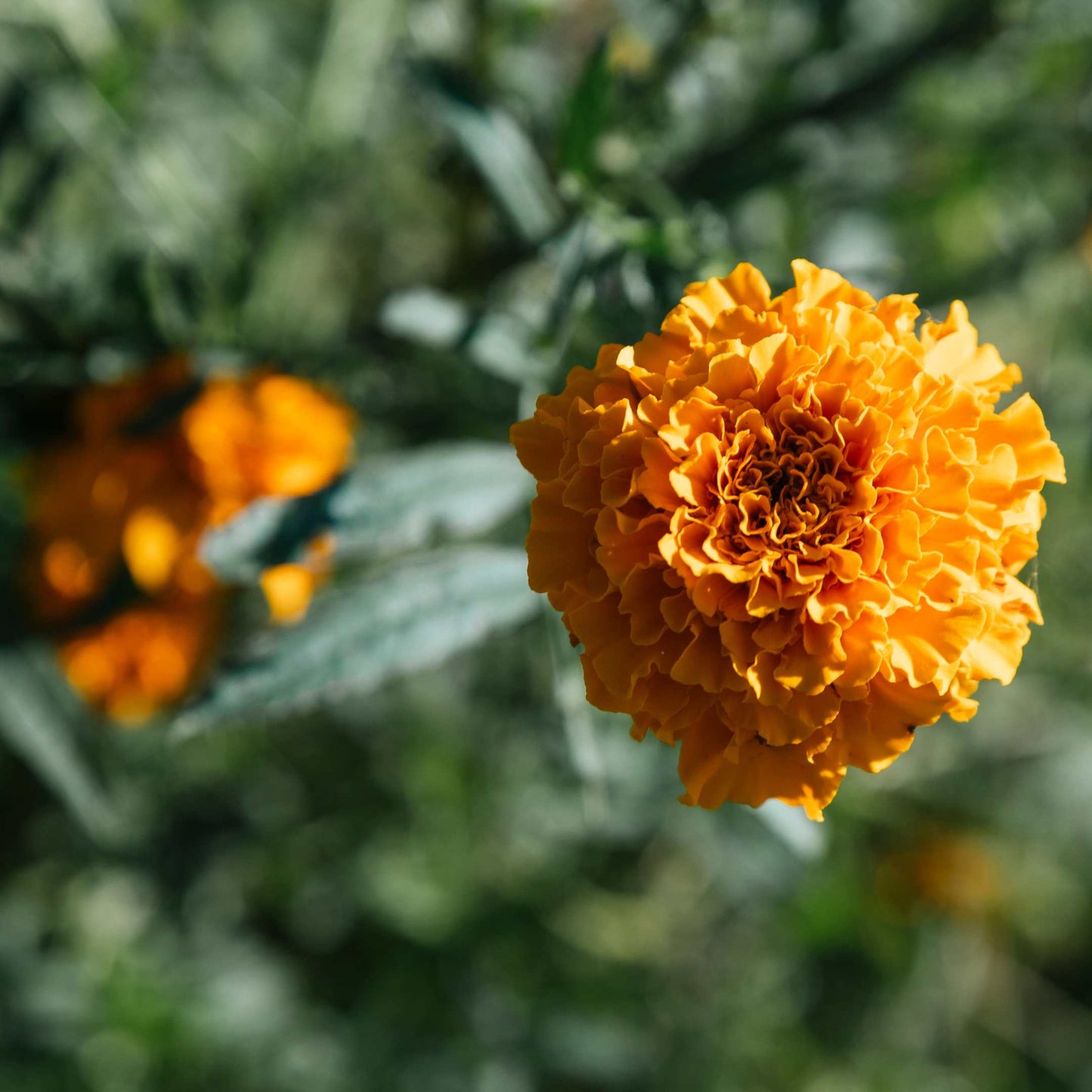 100Pcs African Marigold Seeds Pack