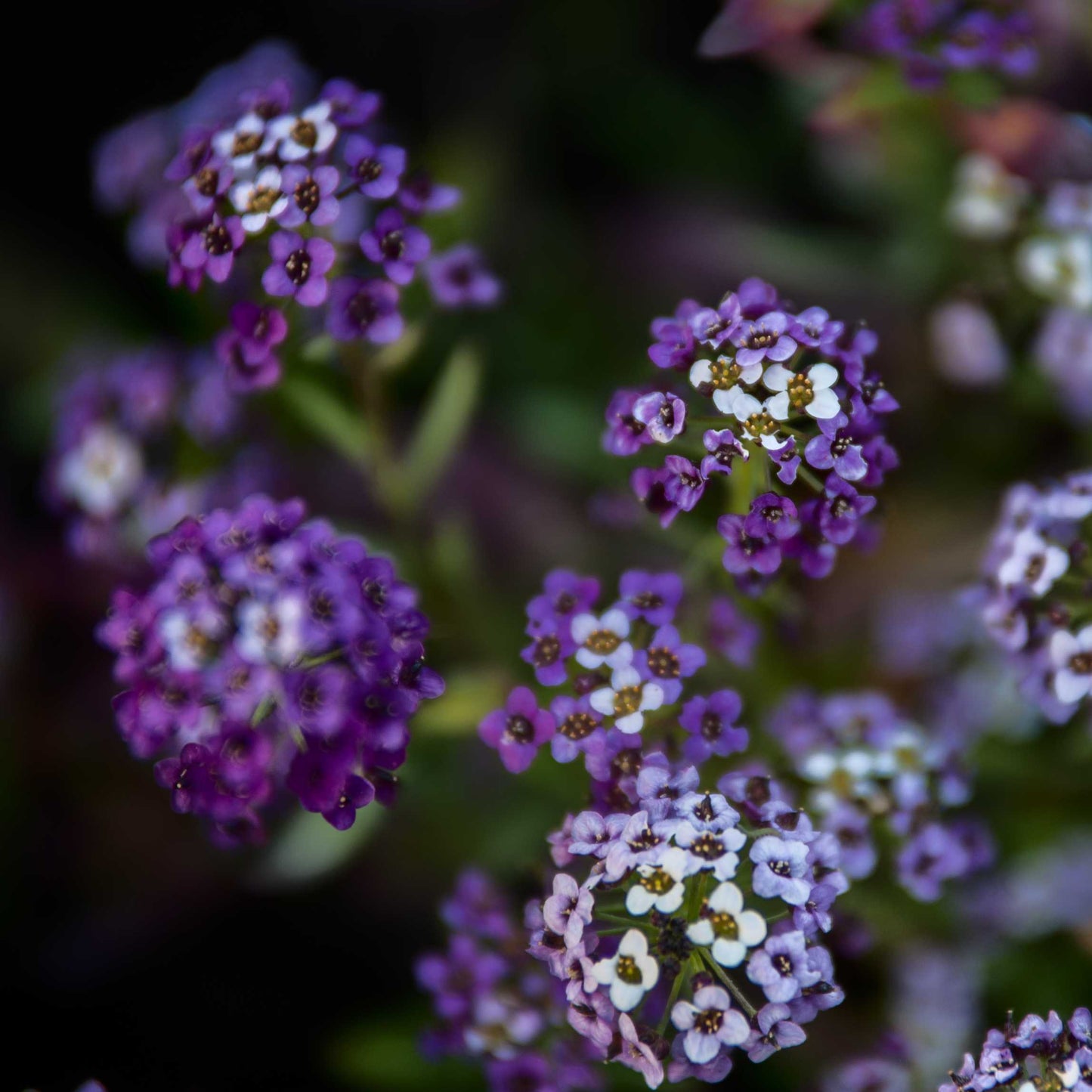 100Pcs Alyssum Flower Seeds Pack