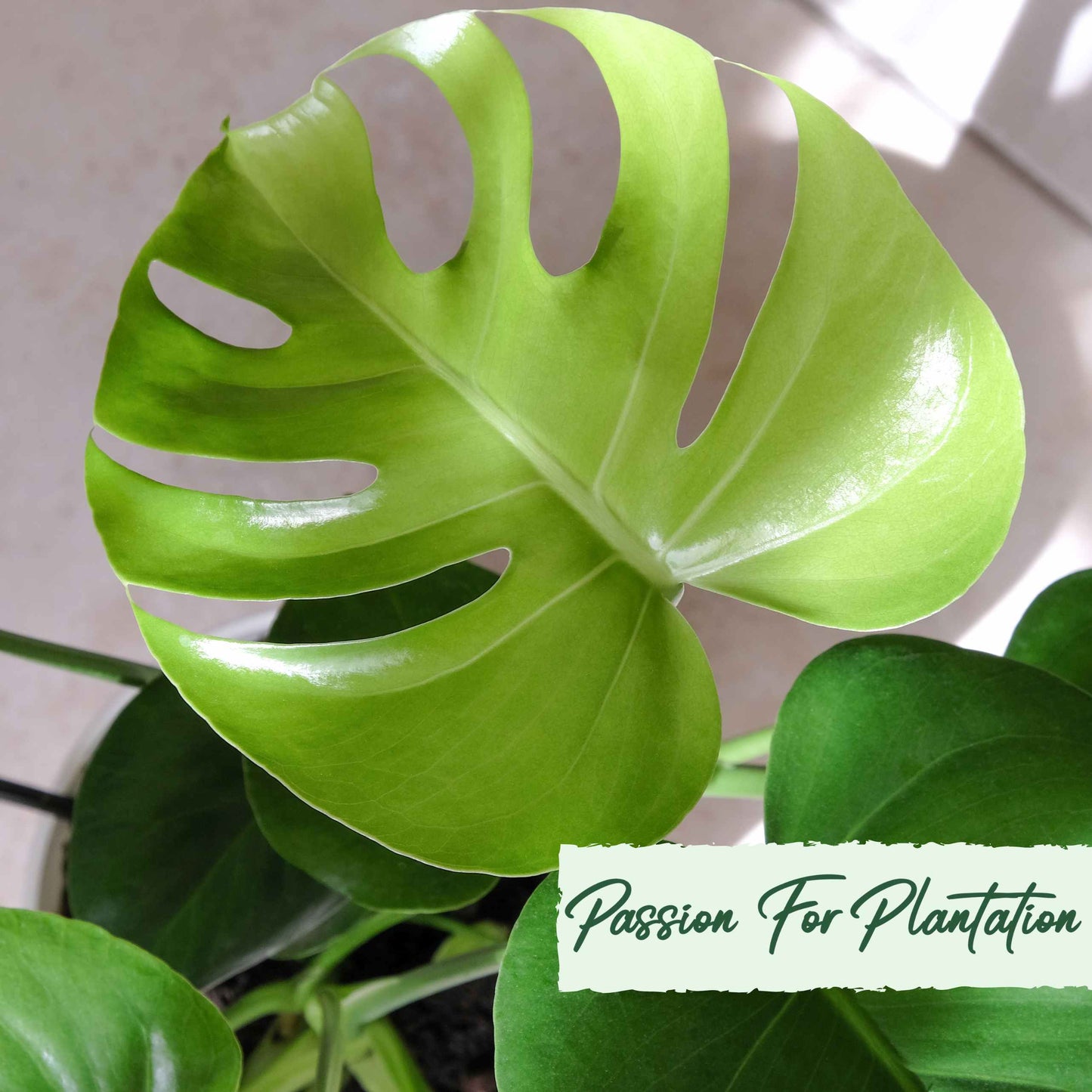 50Pcs Monstera deliciosa Liebm Seeds