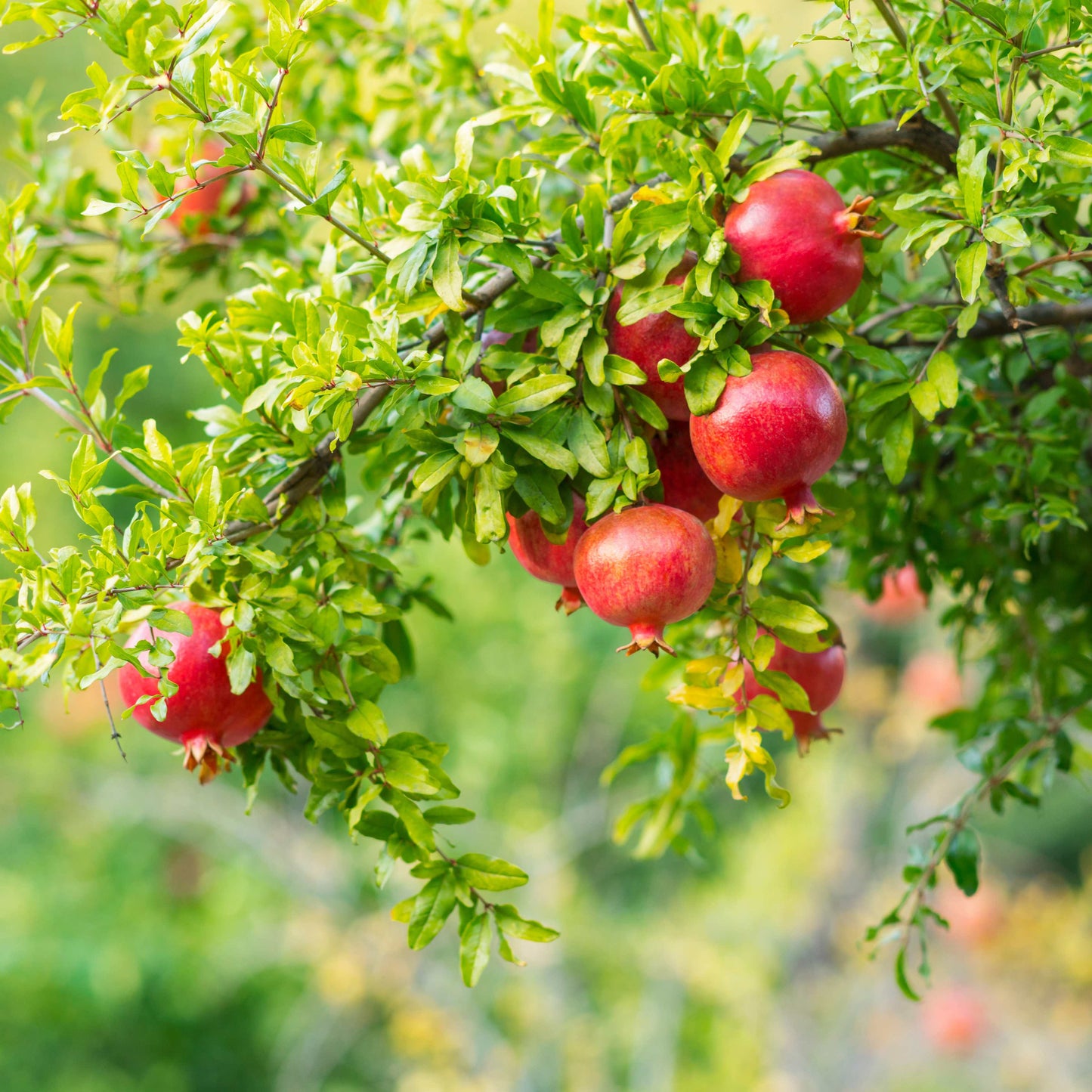 20Pcs Red Jewel Pomegranate Tree Seeds