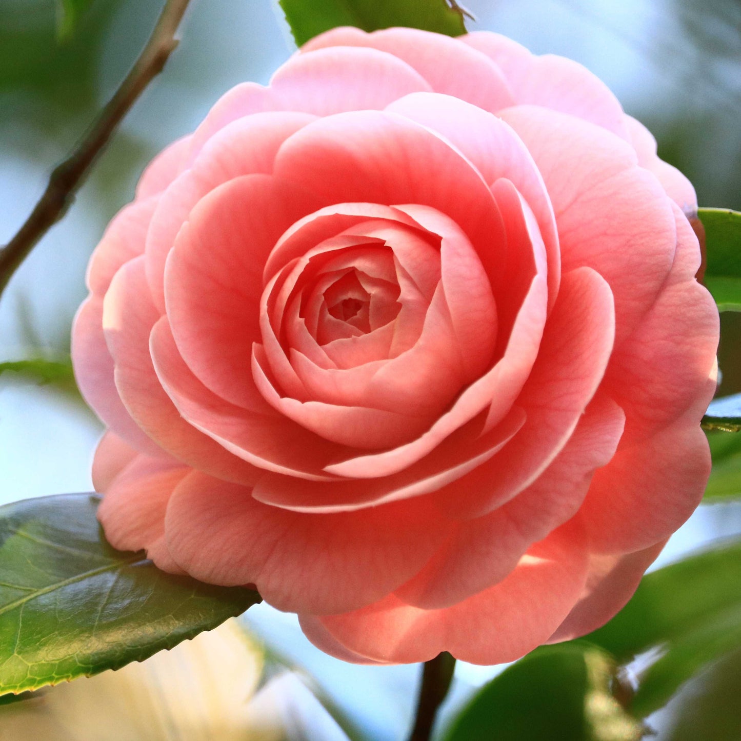 10Pcs Camellia Flower Seeds