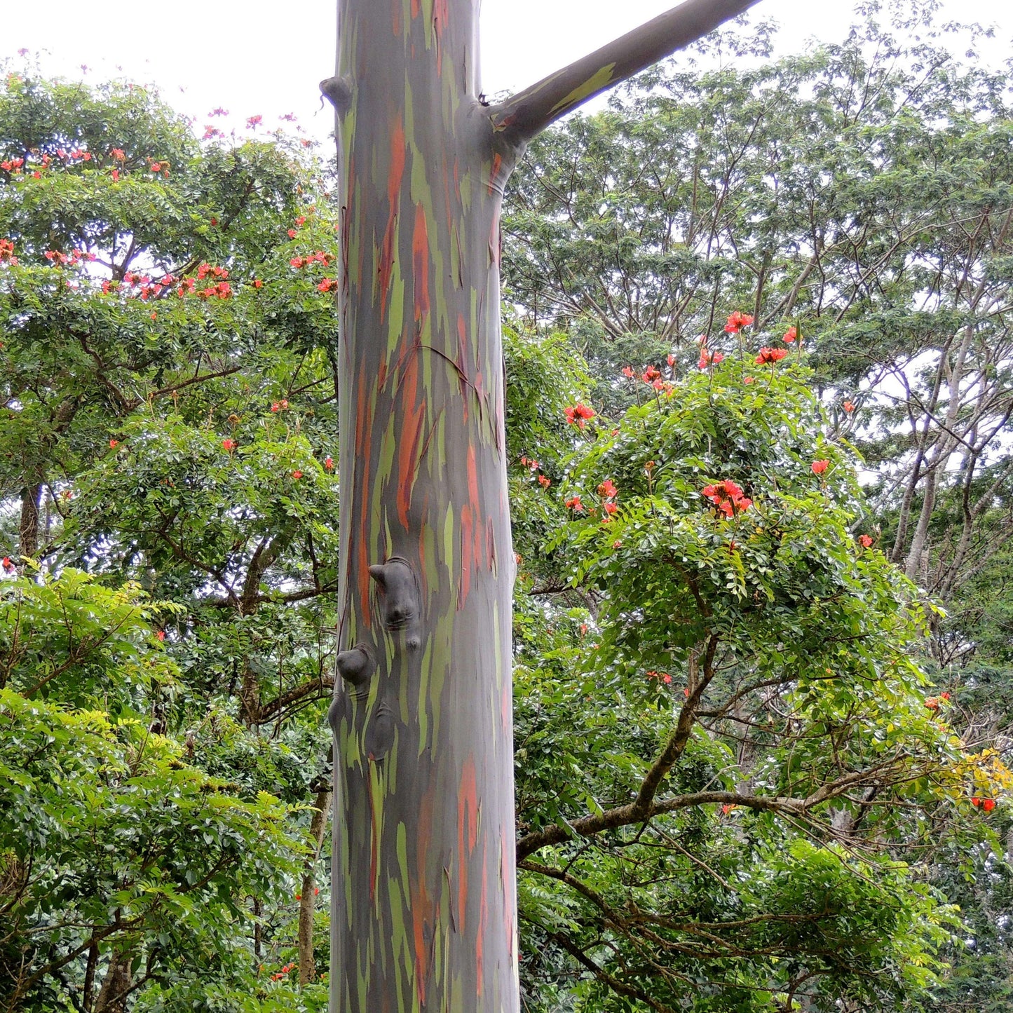 50Pcs Rainbow Eucalyptus Deglupta Tree Seeds