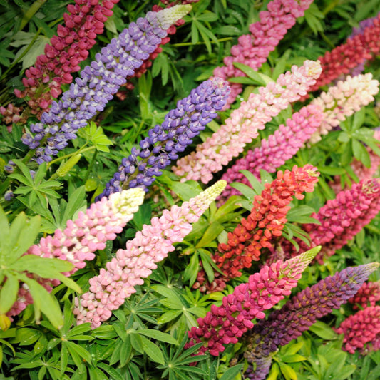 Russell Lupine Mix flower spikes in pink, purple, yellow and white