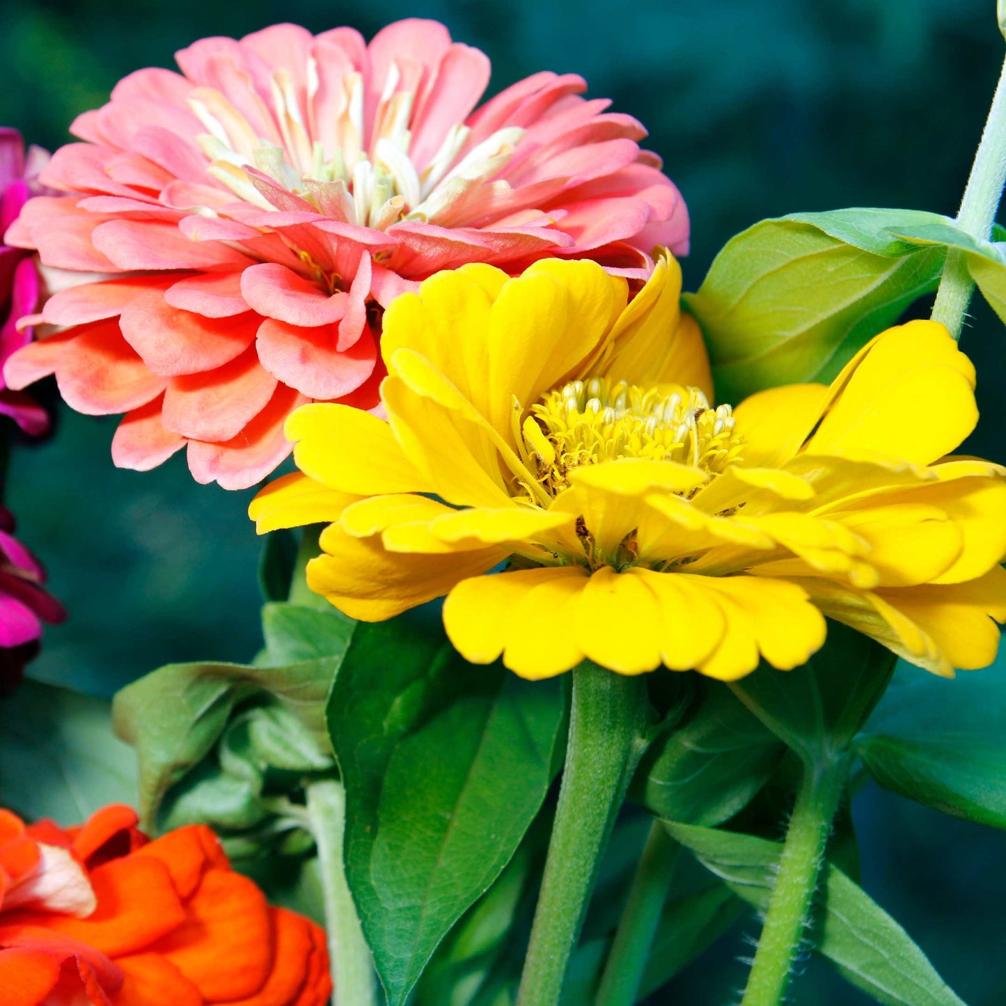100Pcs Zinnia Flower Seeds Pack