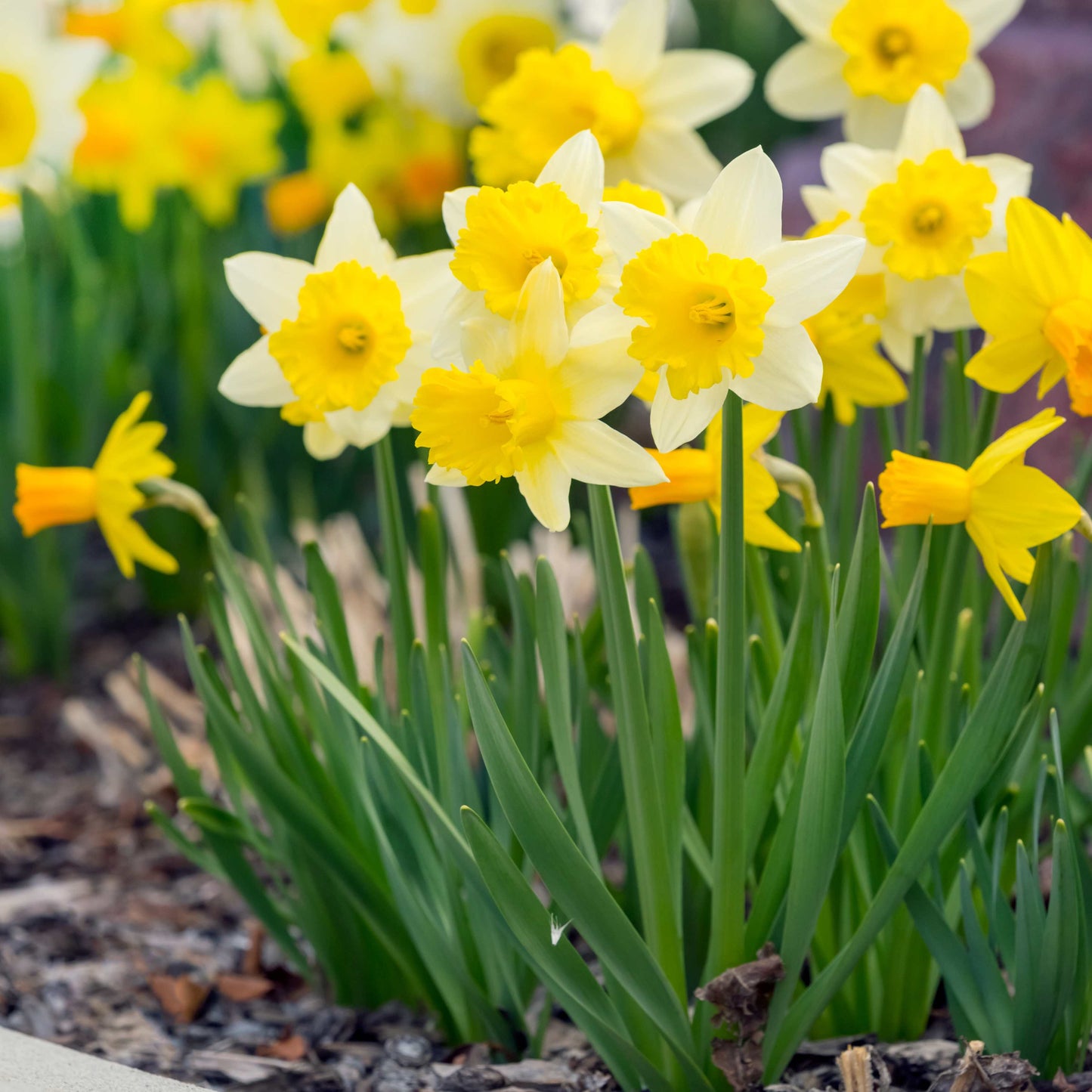 10Pcs Narcissus Flower Seeds