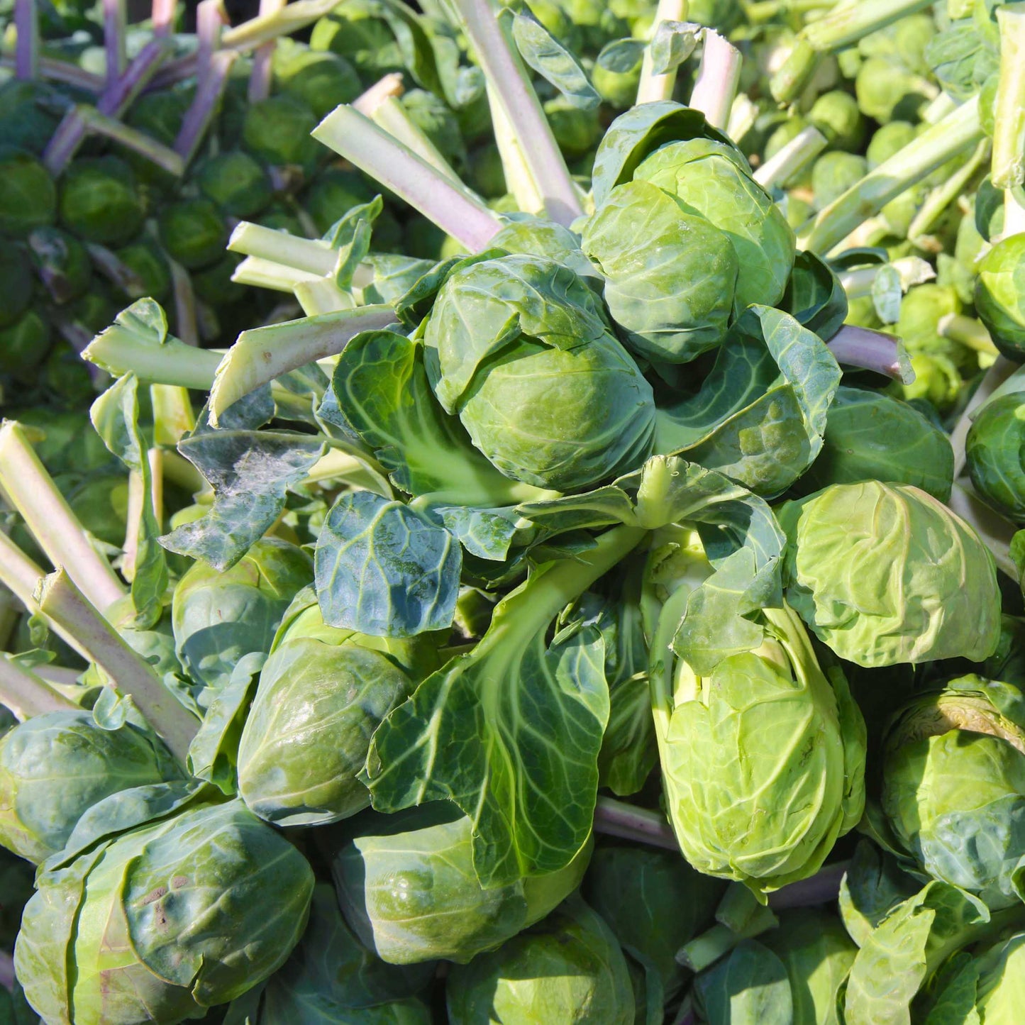 50Pcs Organic Brussels Sprout Seeds