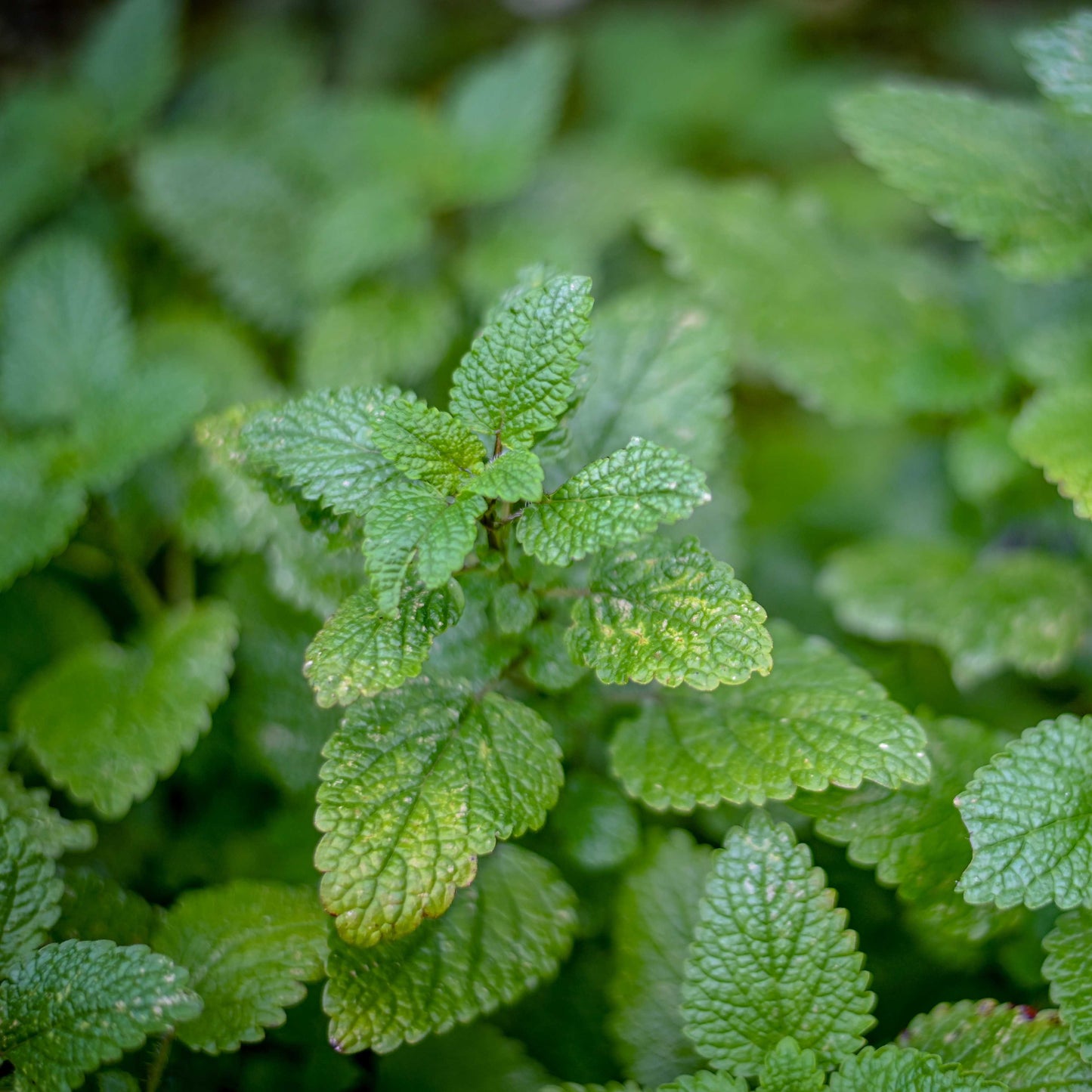 100pcs Lemon Balm Seeds (Melissa officinalis)