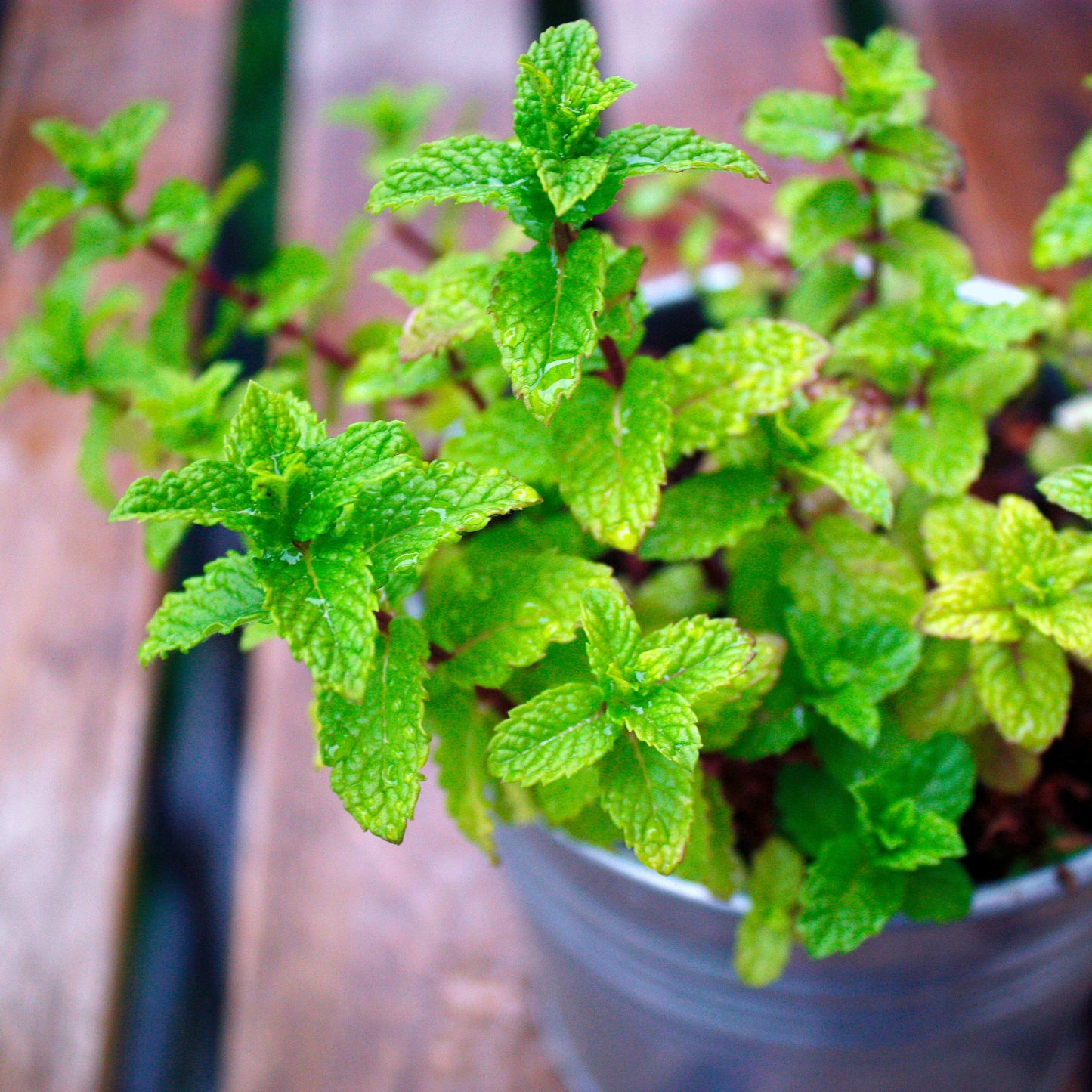 20Pcs Organic Mint Plant (Mentha Gattefossei) Seeds