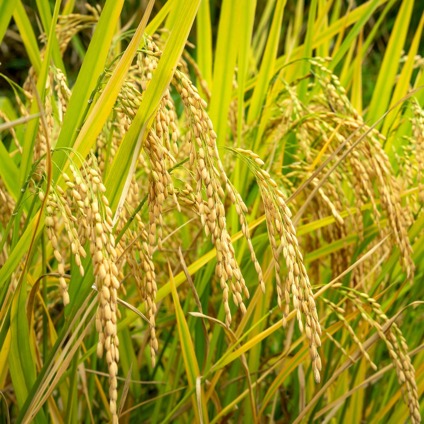 100Pcs Organic Rice Seeds