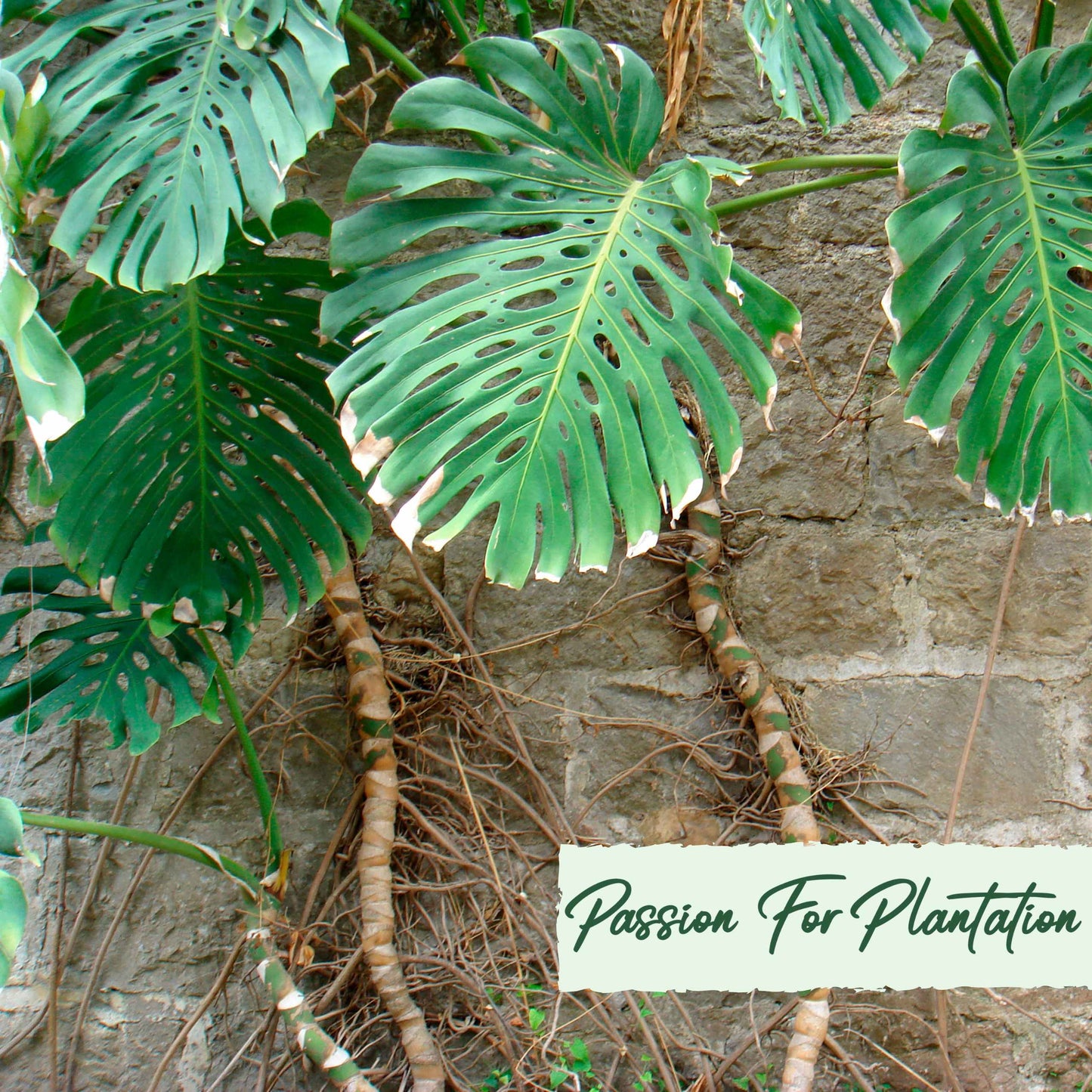 50Pcs Monstera deliciosa Liebm Seeds
