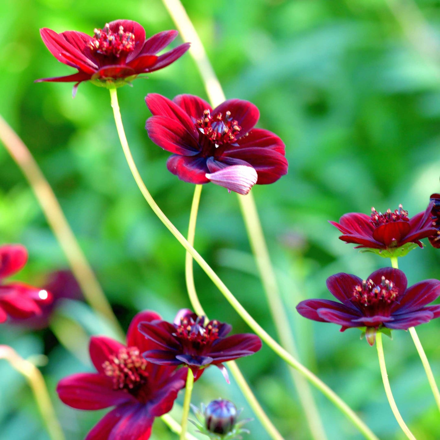 100Pcs Chocolate Cosmos Flower (Atrosanguineus) Seeds